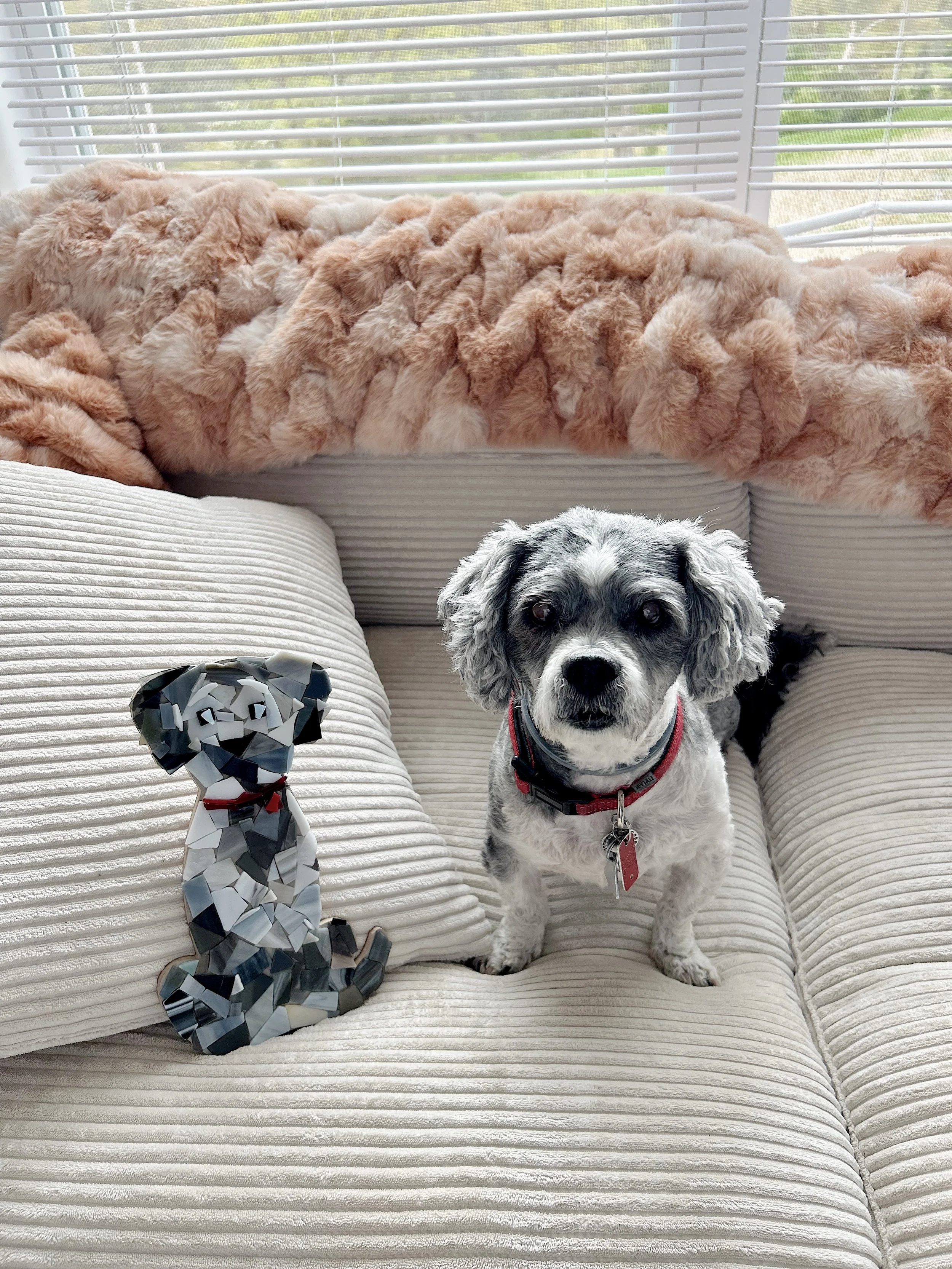 dog.JPG