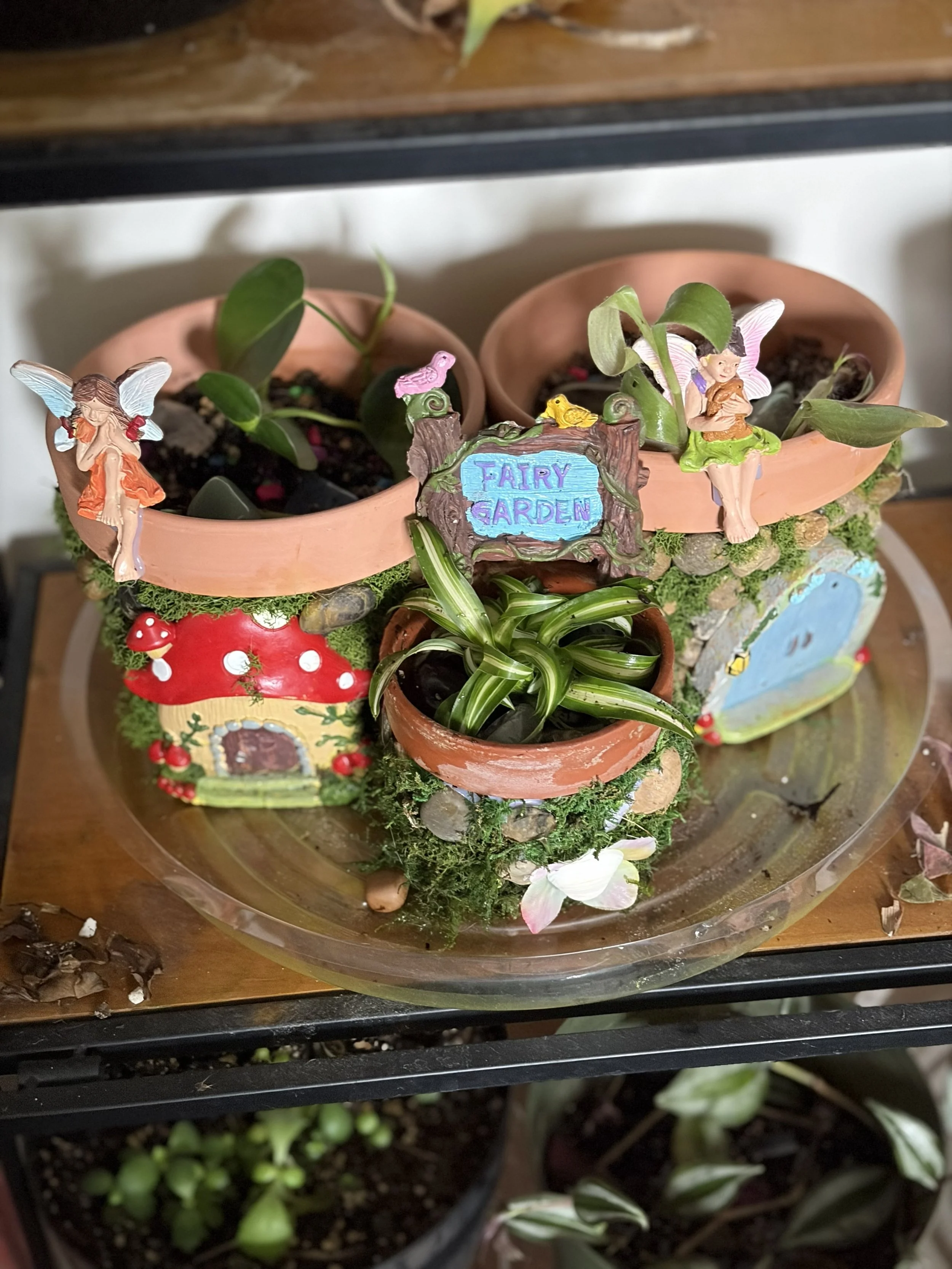 Fairy Moss Garden