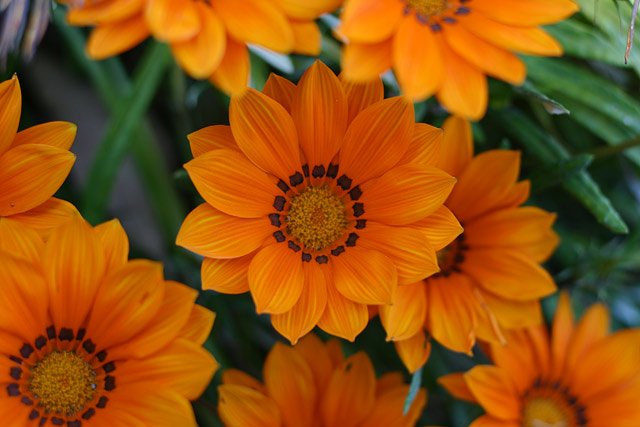 1flower.jpeg
