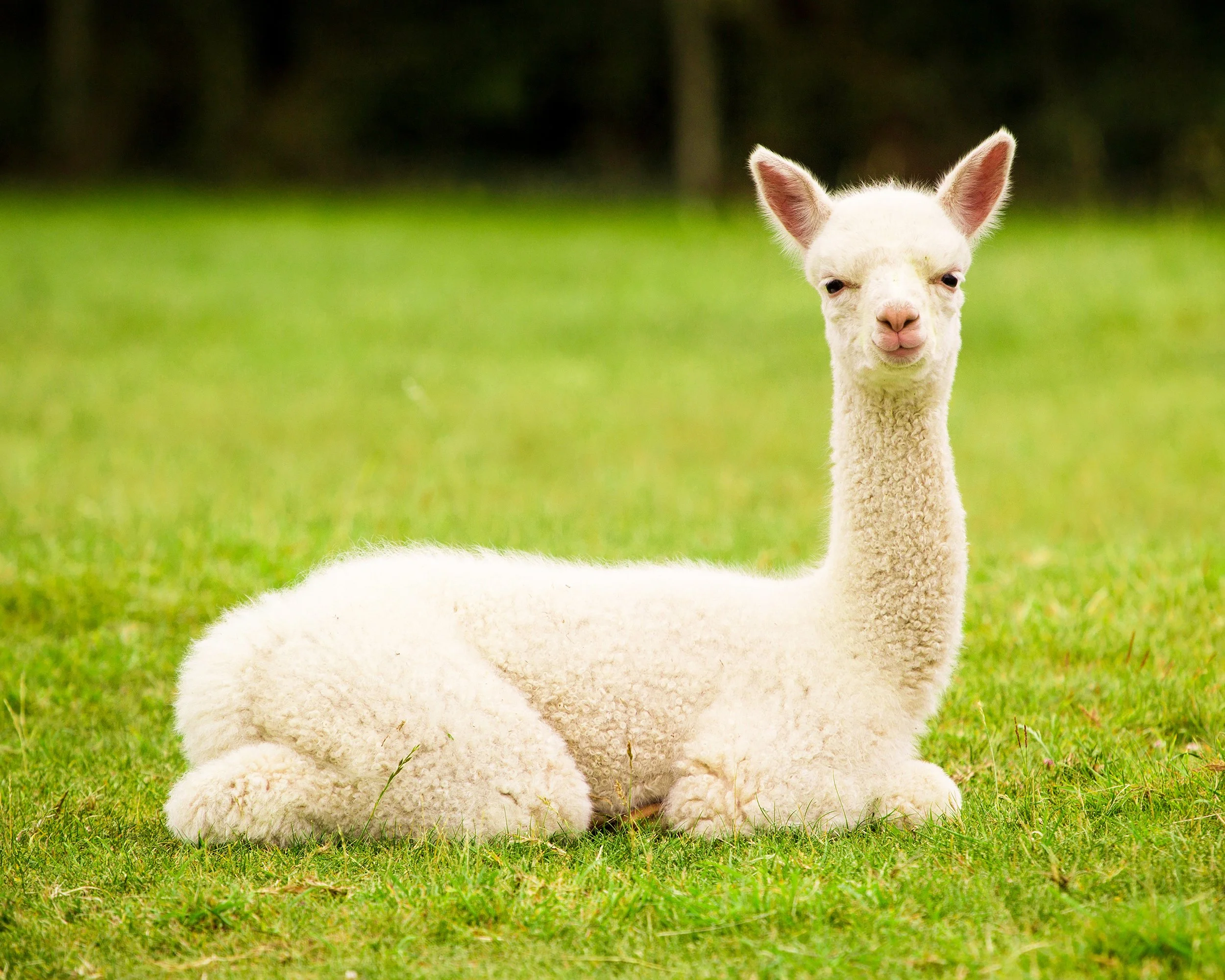 Familiewandeling met alpacas in de natuur.jpg