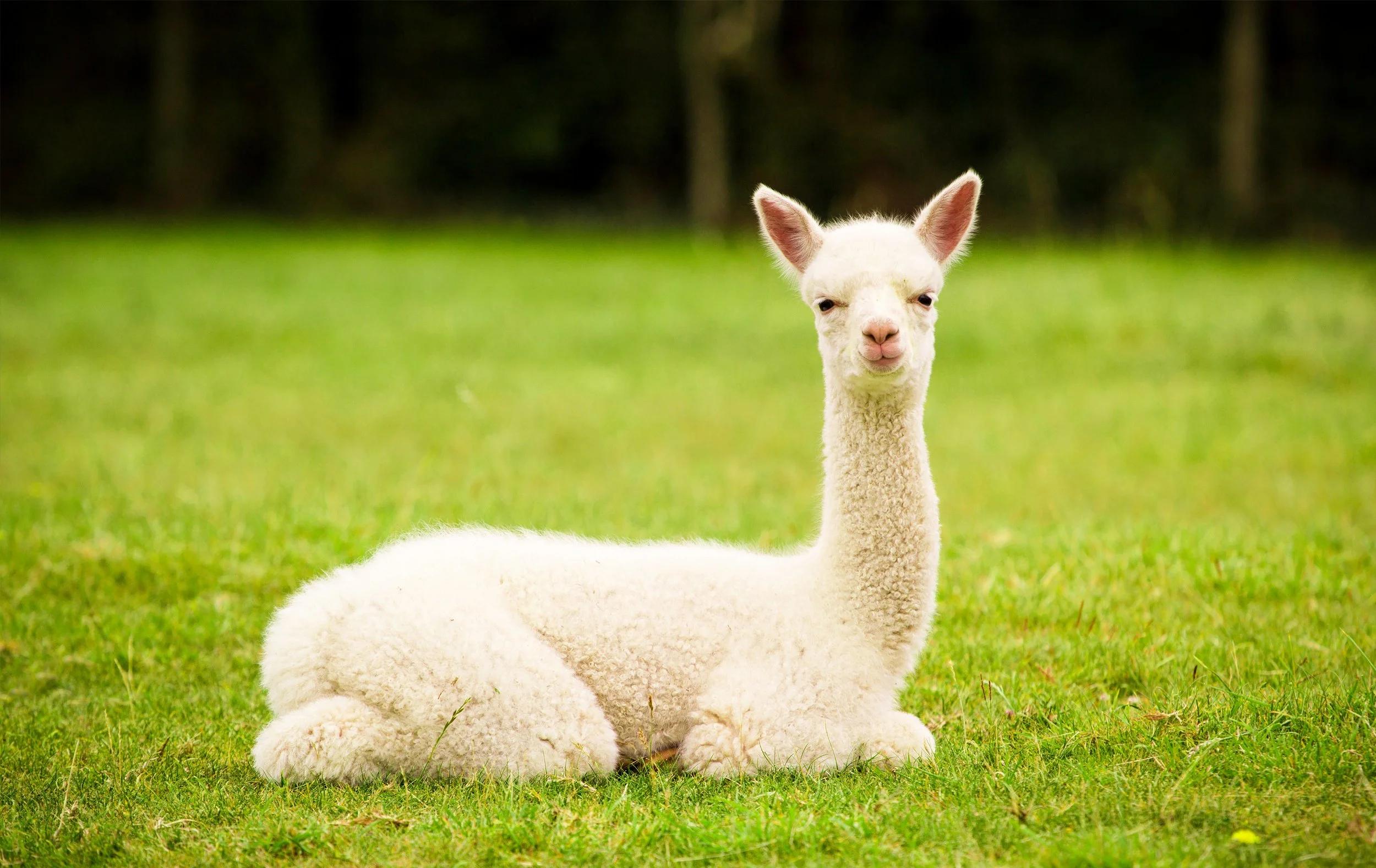 Het Alpacabos op de Veluwe.jpg