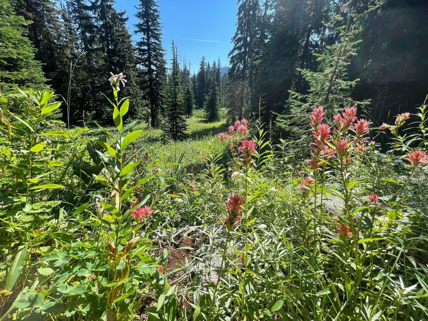 Perfect time of year to explore the #kootenaylife #alpine #trailrunning #nelsonbccanada #mountainbike #boutiquehotel