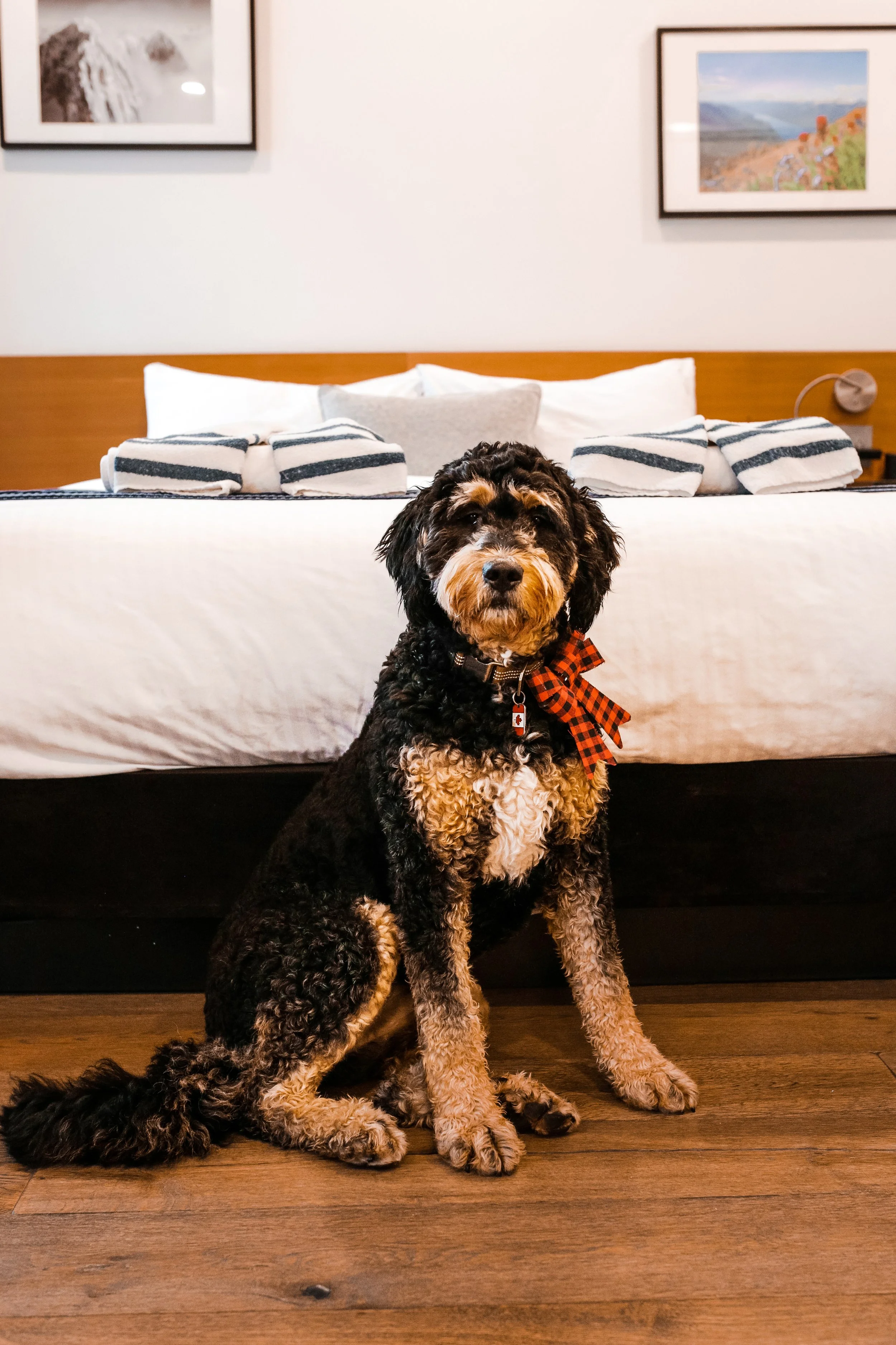 A dog wearing a festive bow in a pet-friendly king room.