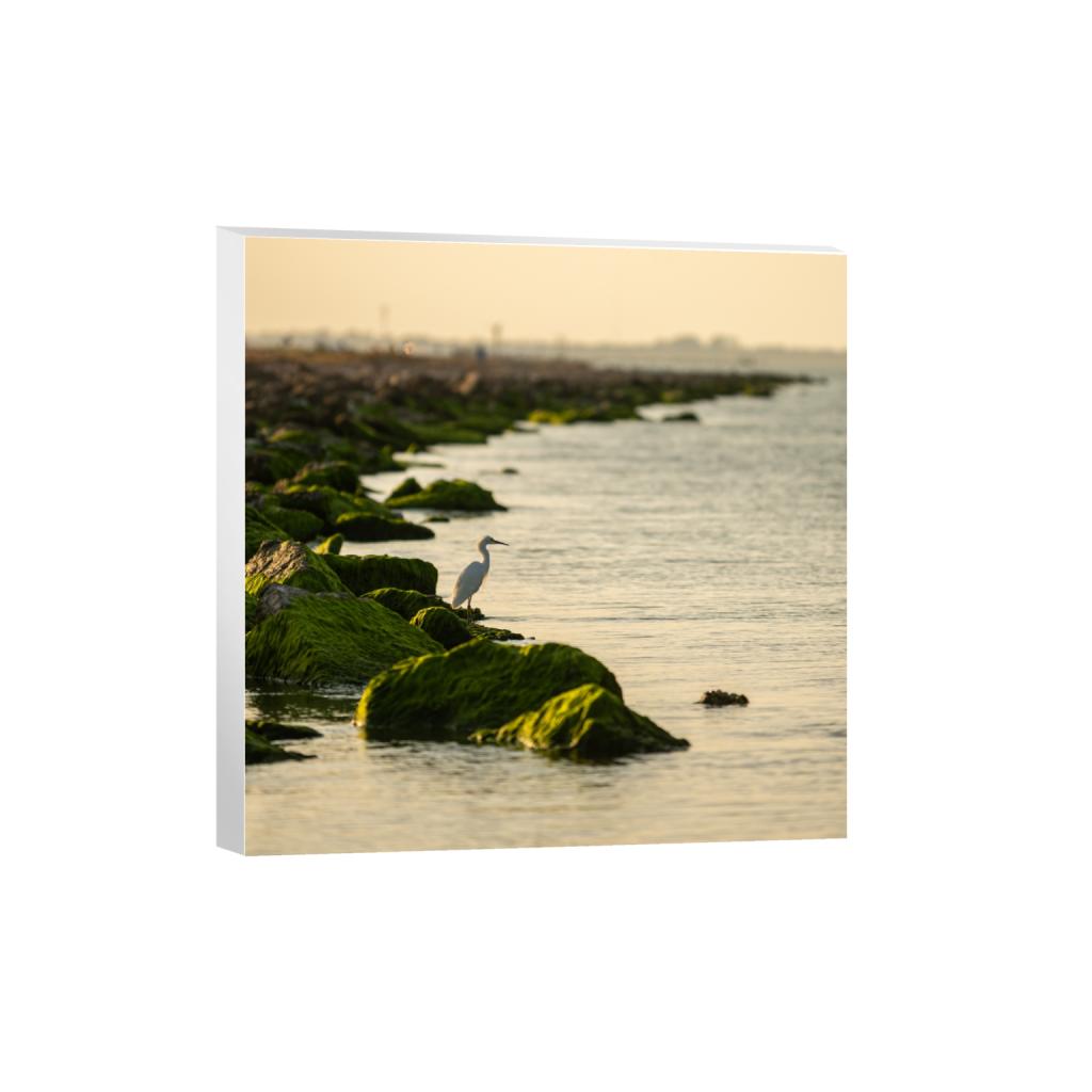 canvas_square_1128_0_3178_3178_0_false_ffffff_0_0.png