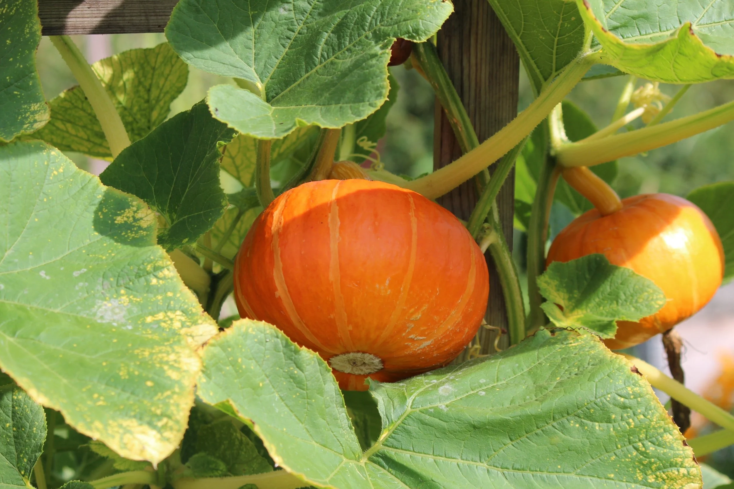 Food forests can produce an abundance of delicious vegetables all at once. Great for sharing with neighbors and preserving. The house is equipped with a pantry to can and store this bounty.