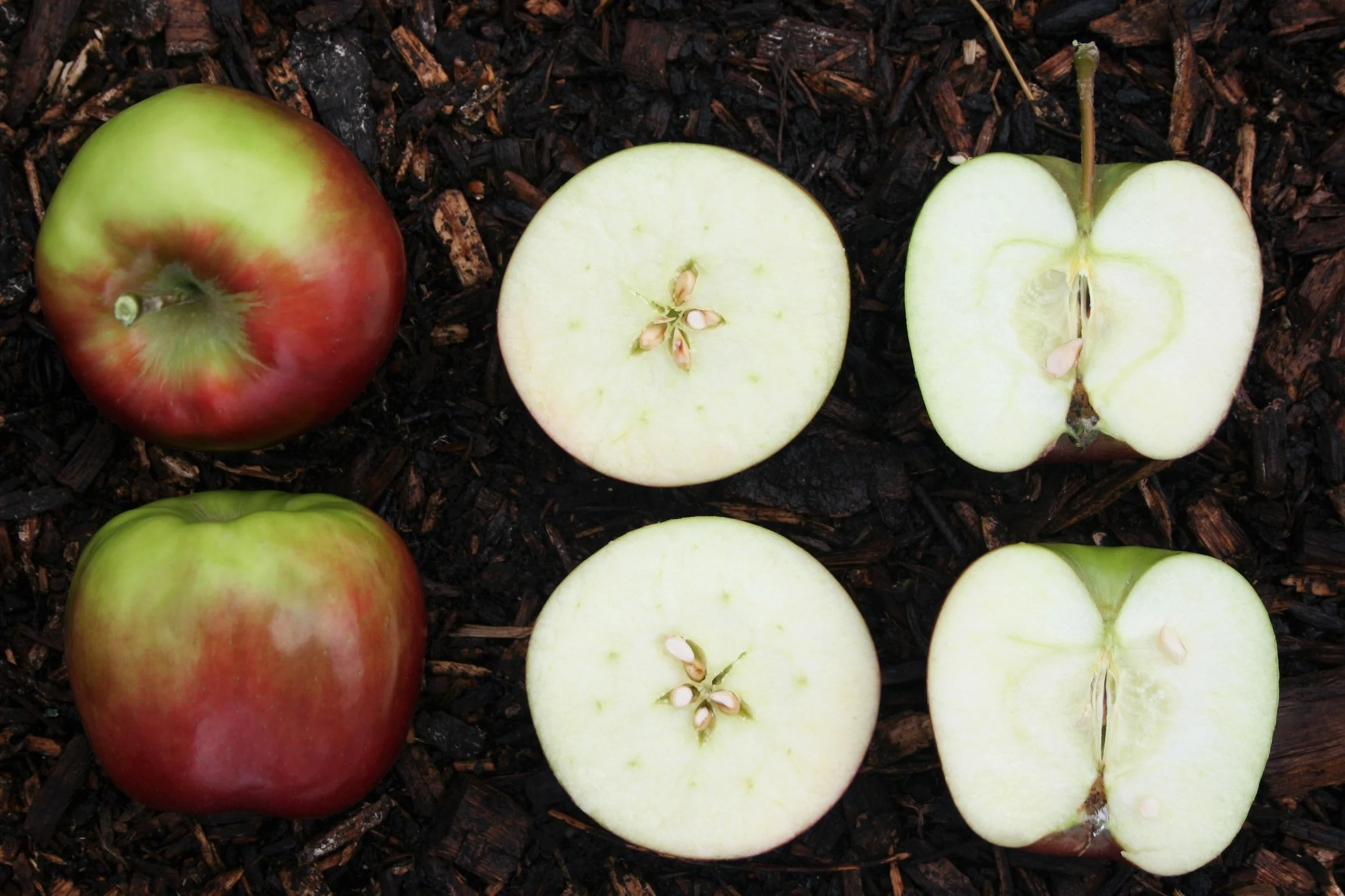 Permaculture that’s done on a neighborhood level can cultivate small fruit orchards as part of a larger food Forrest.