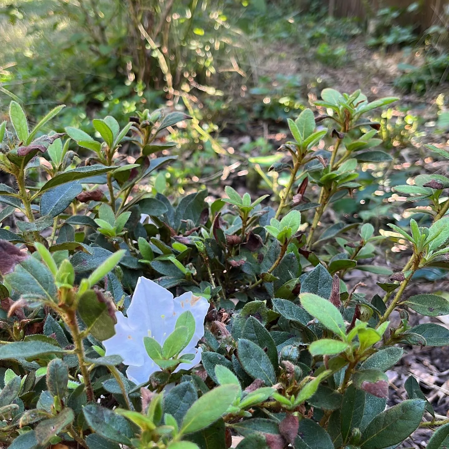 No yoga class today for fall break! See you next week! #germantown #germantownyoga #memphisyoga