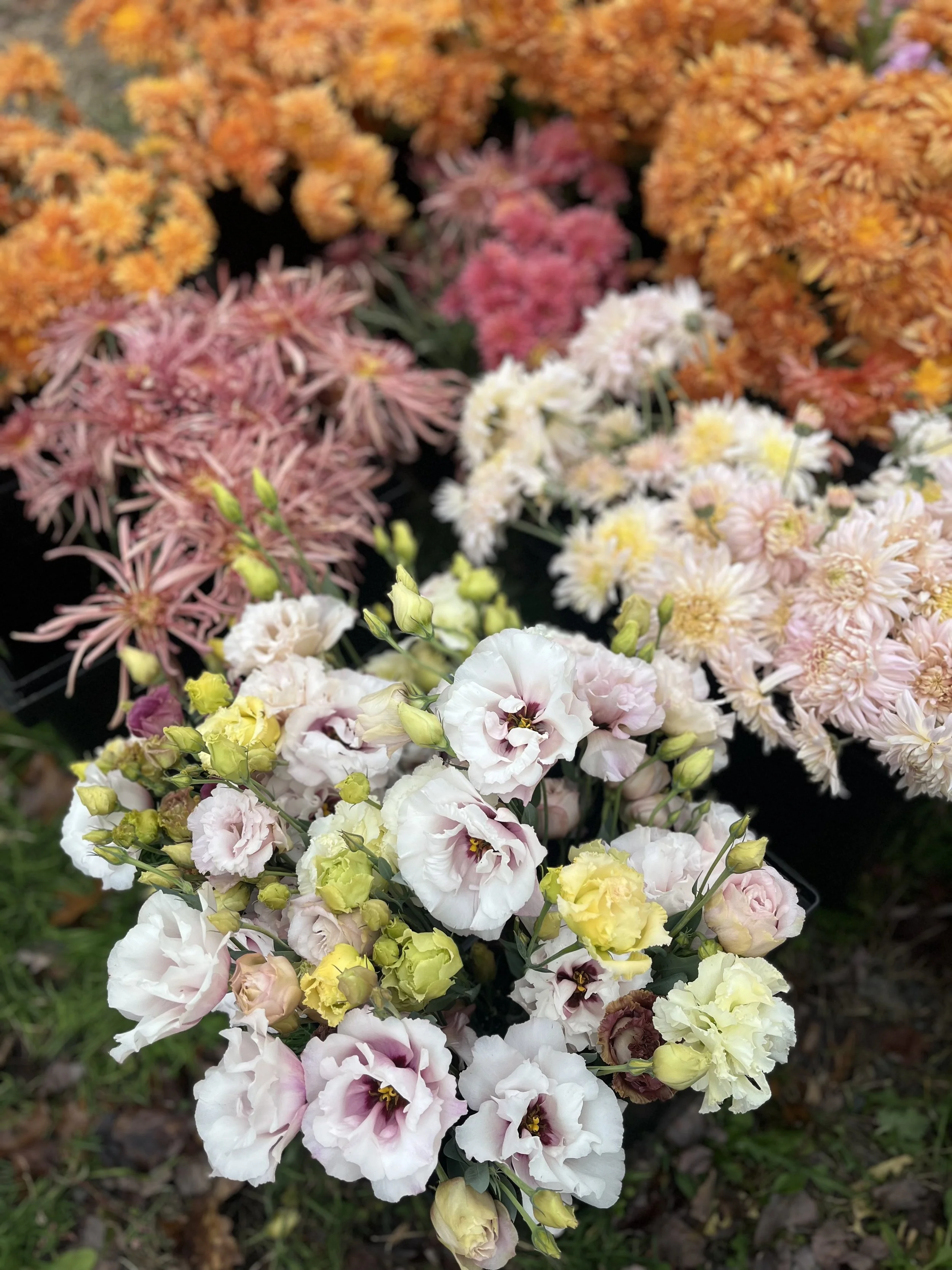 Season of Reflection