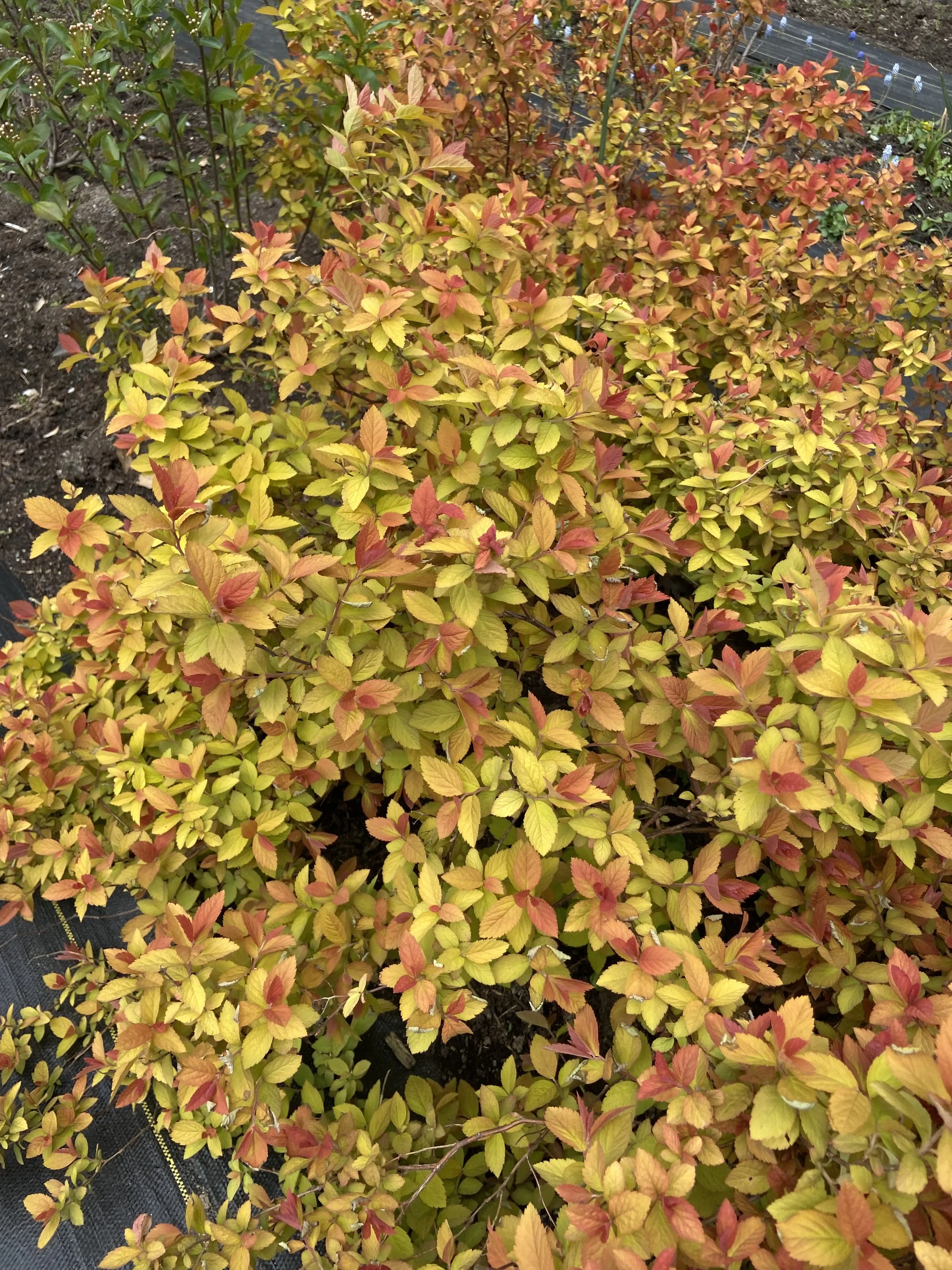 The Joy of Pruning (Copy)