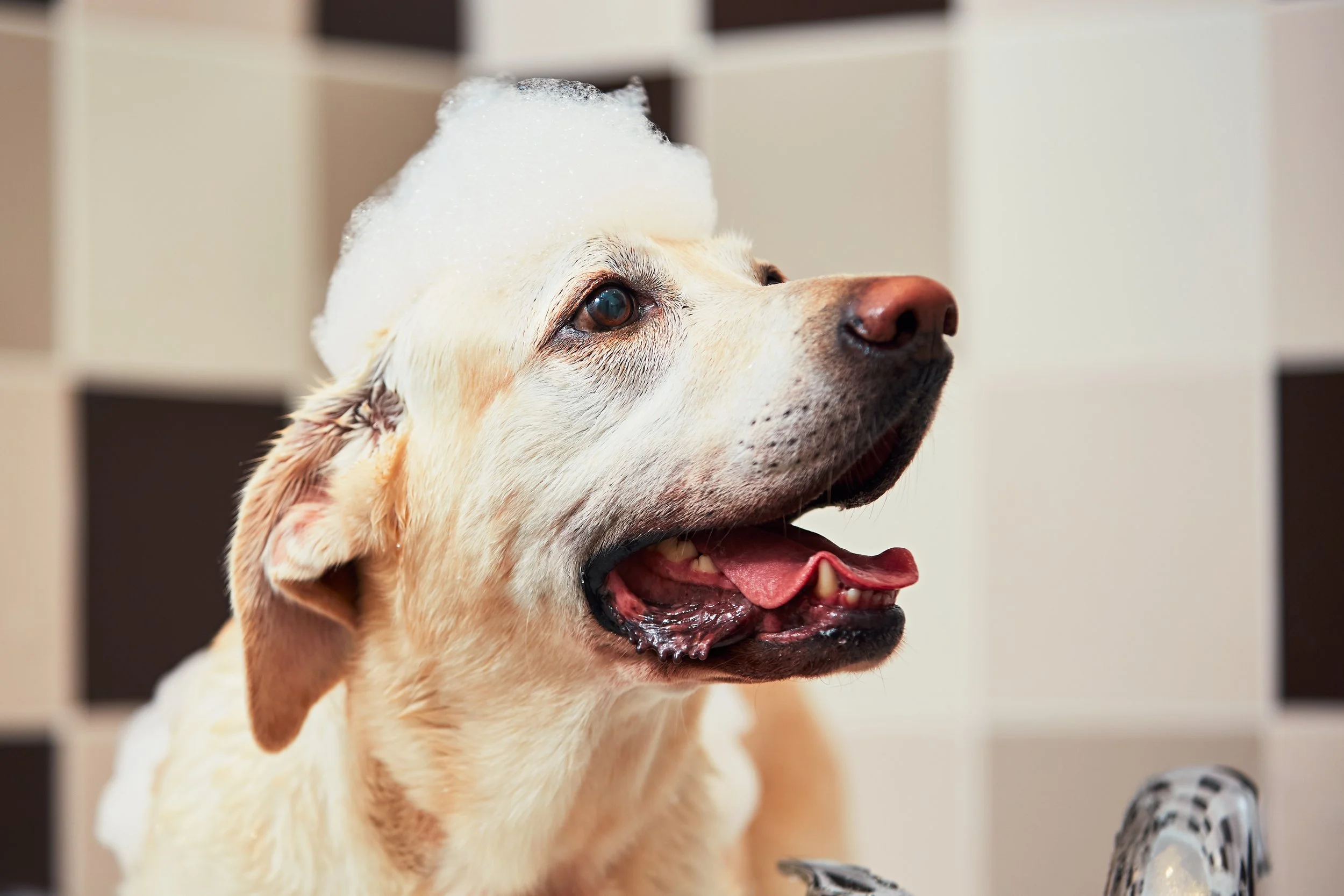 Golden Dog Grooming Company