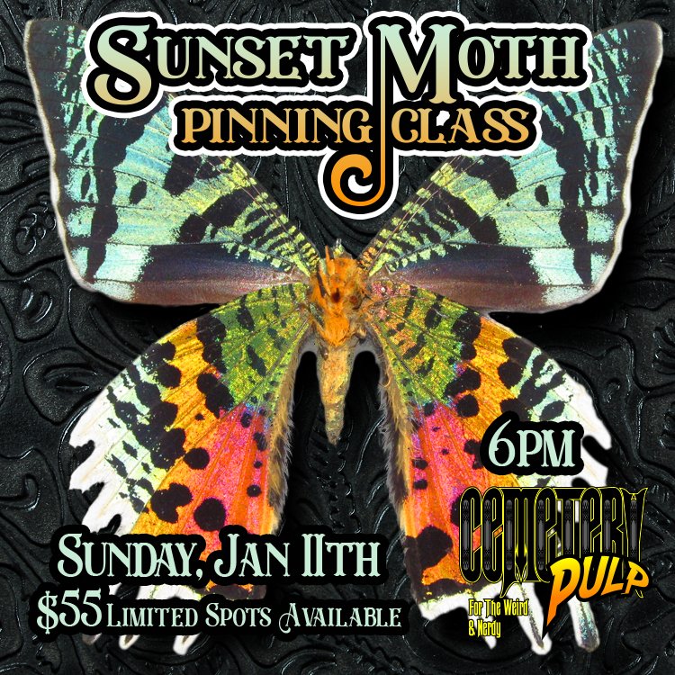 Sunset Moth Pinning Class