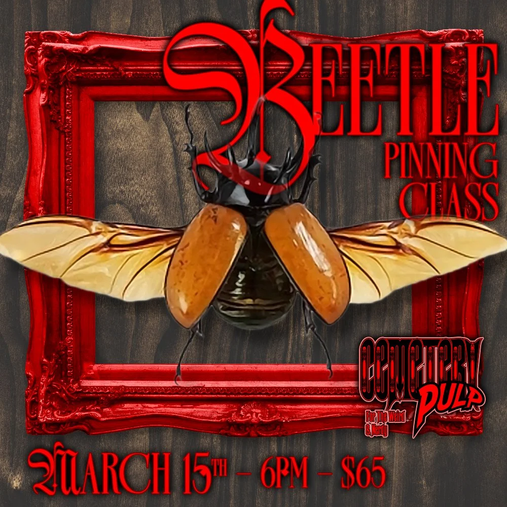 Beetle Pinning Class