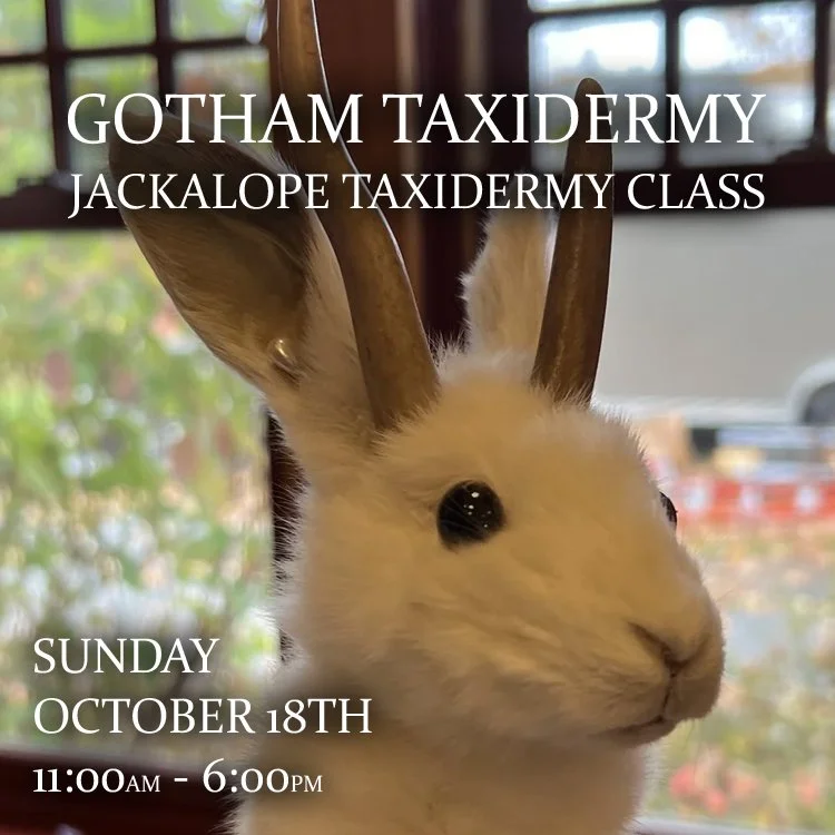 Gotham Taxidermy: Jackalope Taxidermy