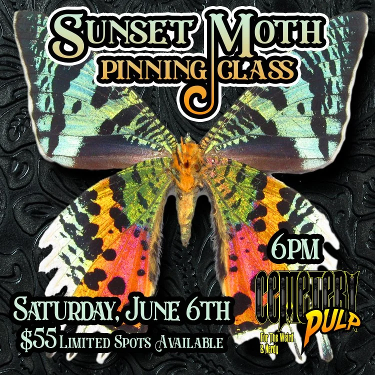 Sunset Moth Pinning Class