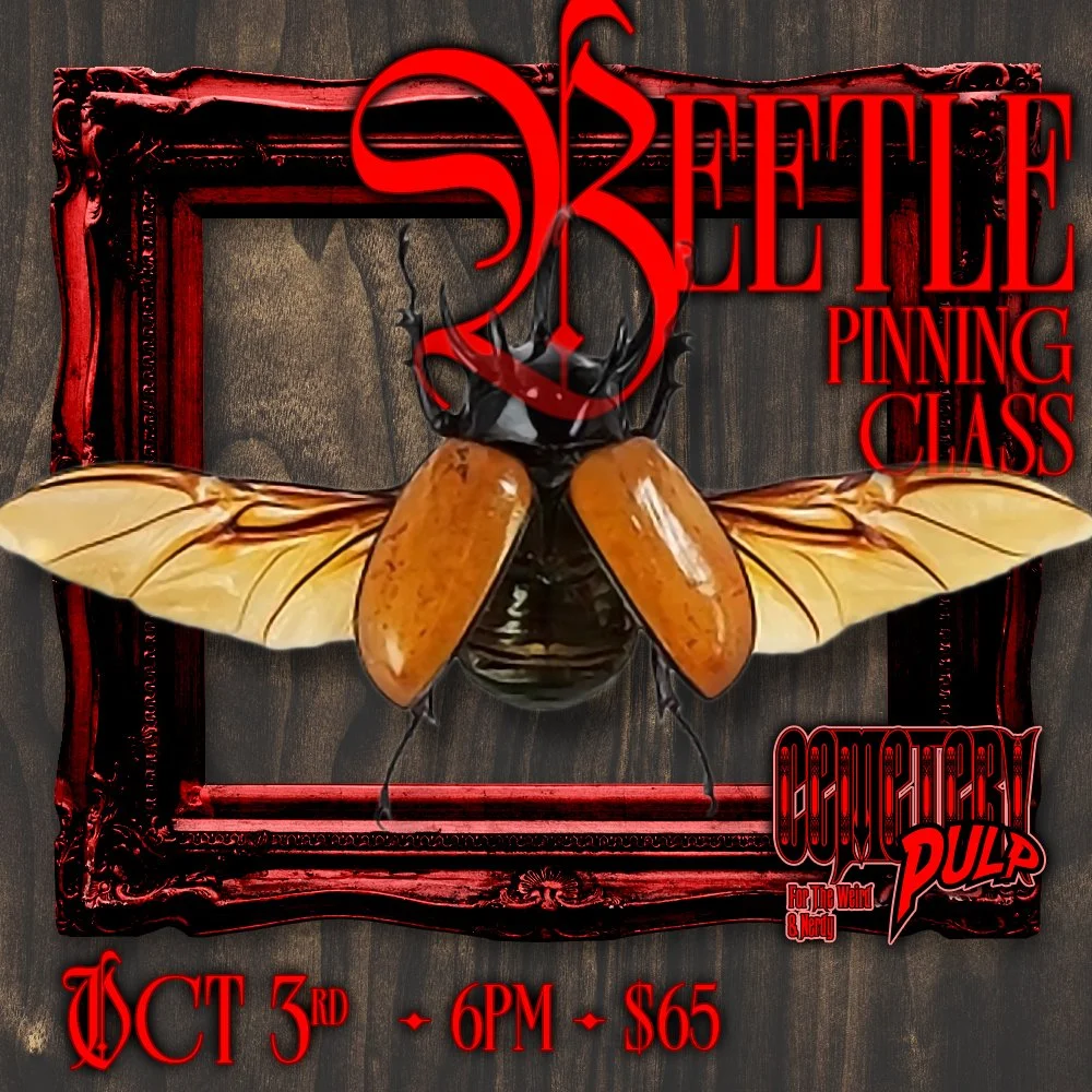Beetle Pinning Class