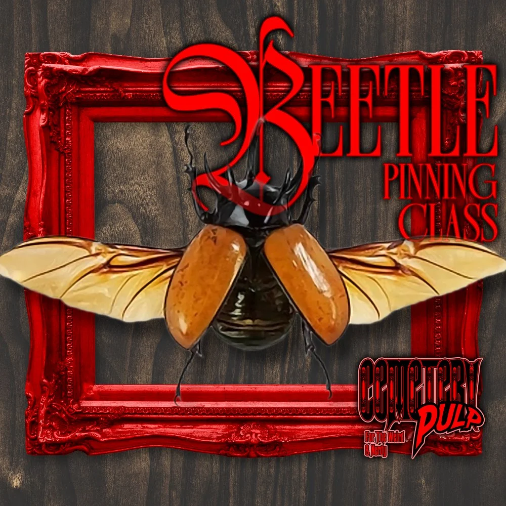 Rhinoceros Beetle Pinning Class