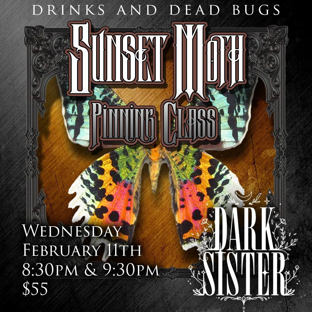 Drinks and Dead Bugs: Sunset Moth Pinning at Dark Sister