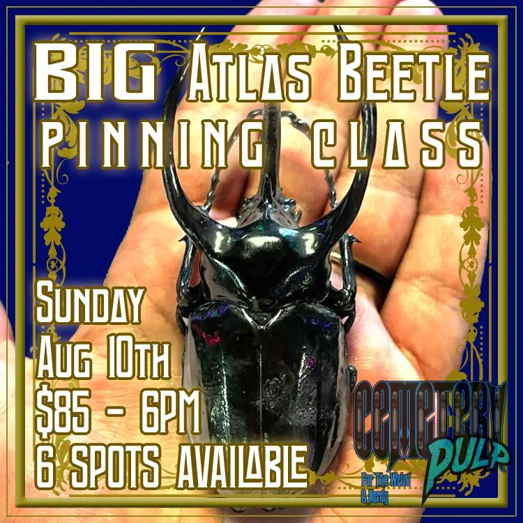 BIG Atlas Beetle Pinning Class