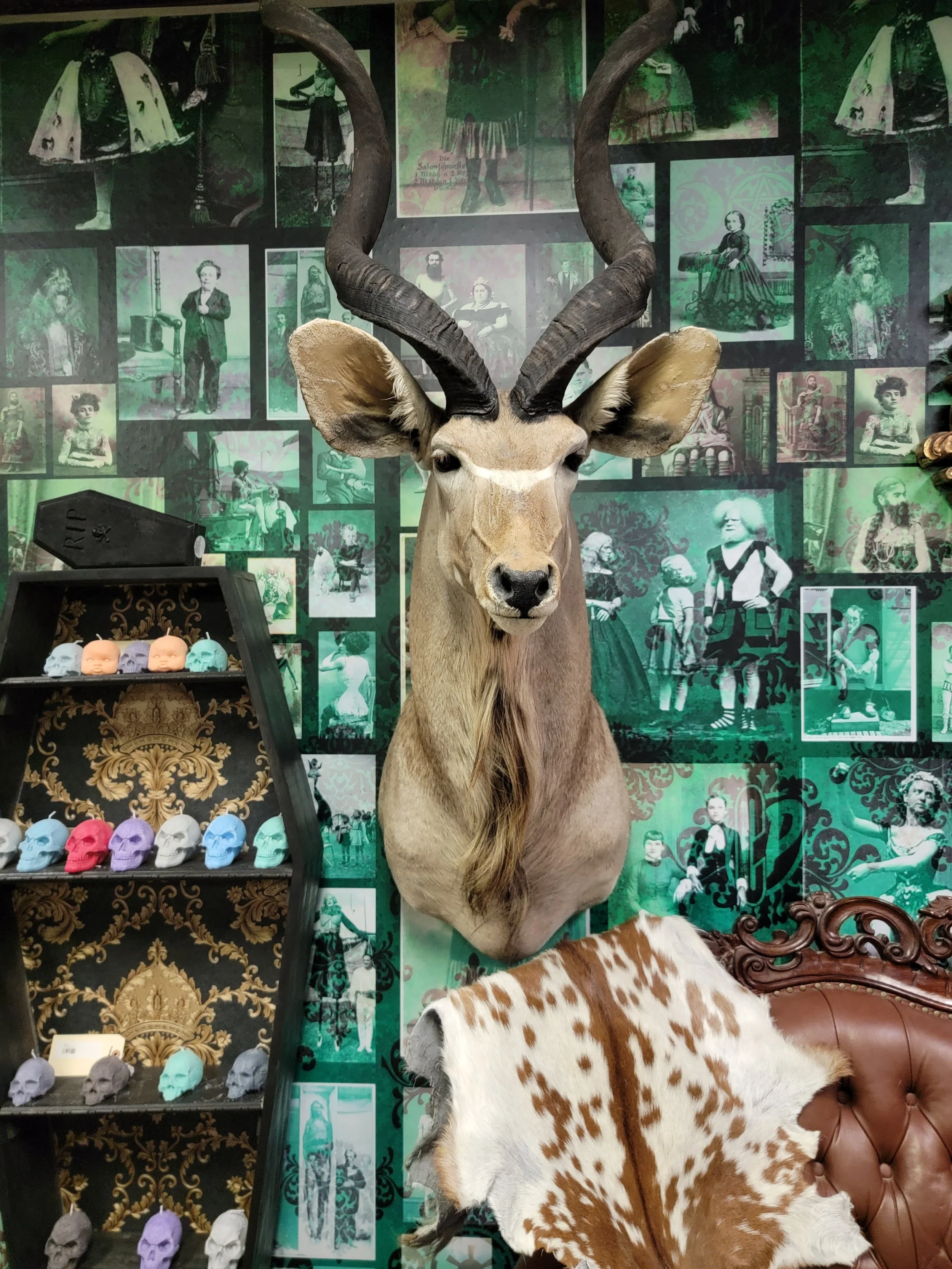 Greater Kudu Shoulder Mount