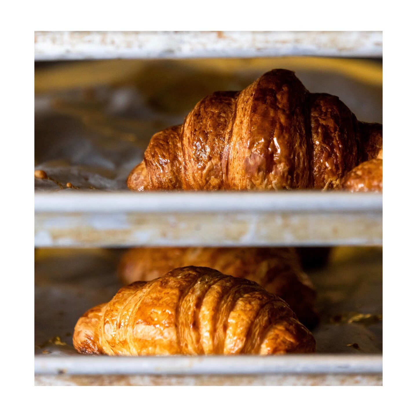 Fresh Croissants Baked Daily