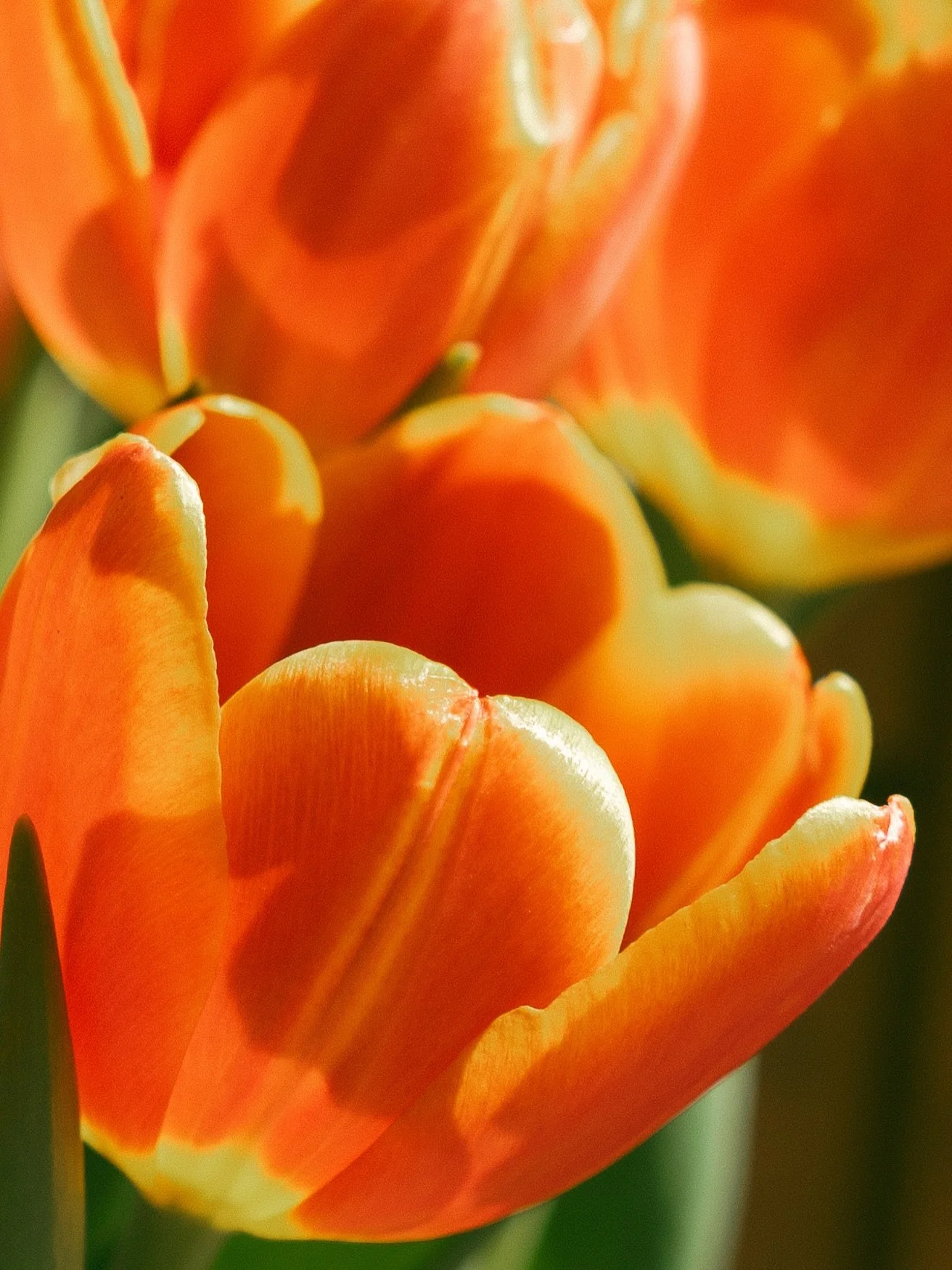 Tulips on the counter are absolutely making my life feel more whimsical this week. 🌷

Spring is HERE friends! 

I&rsquo;m working on getting an offer sorted out to release for some blossom sessions!! Today I saw buds on the trees so that means they&
