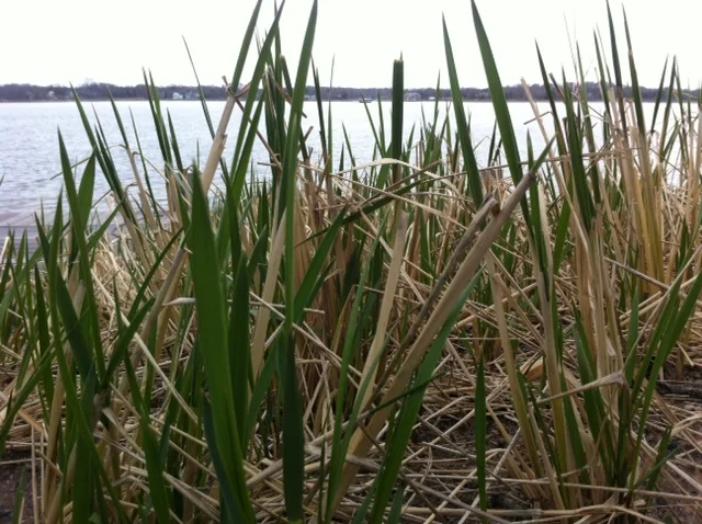 Are these Green Shoots for Real?