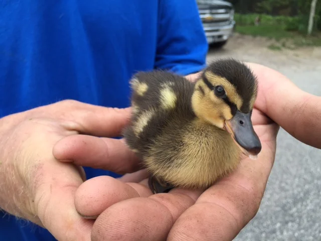 Baby Boom: How to Financially Prepare