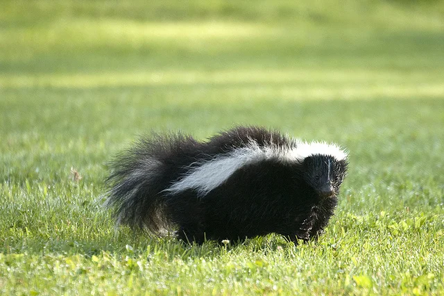 Jobs Report Stinks: No Fed Rate Hike in June