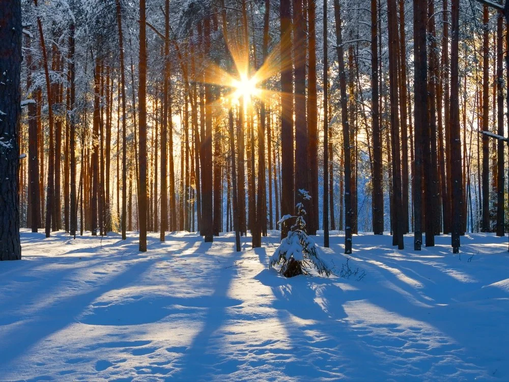 Celebrate the Bright &amp; the Dark