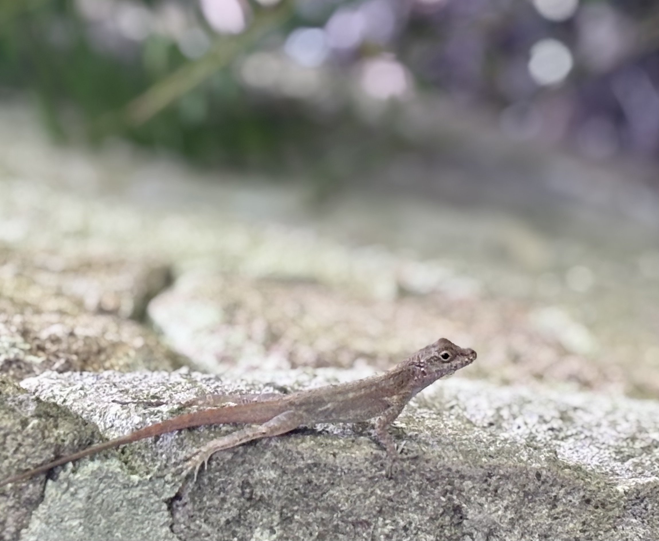Lizard.jpeg
