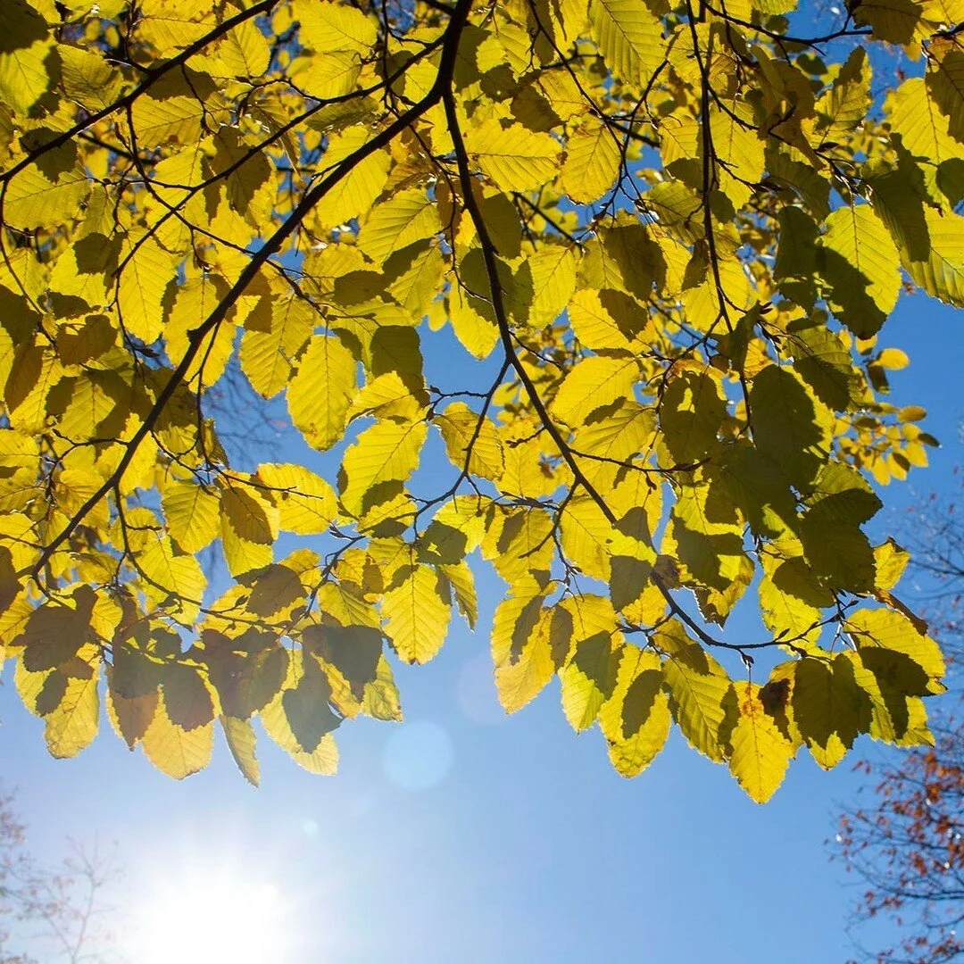 I love the autumn light: something about the tilt of the sun at this time of year in the northern hemisphere. The light is warmer, clearer, filled with joy. 

#yoga #meditation #mindfulness