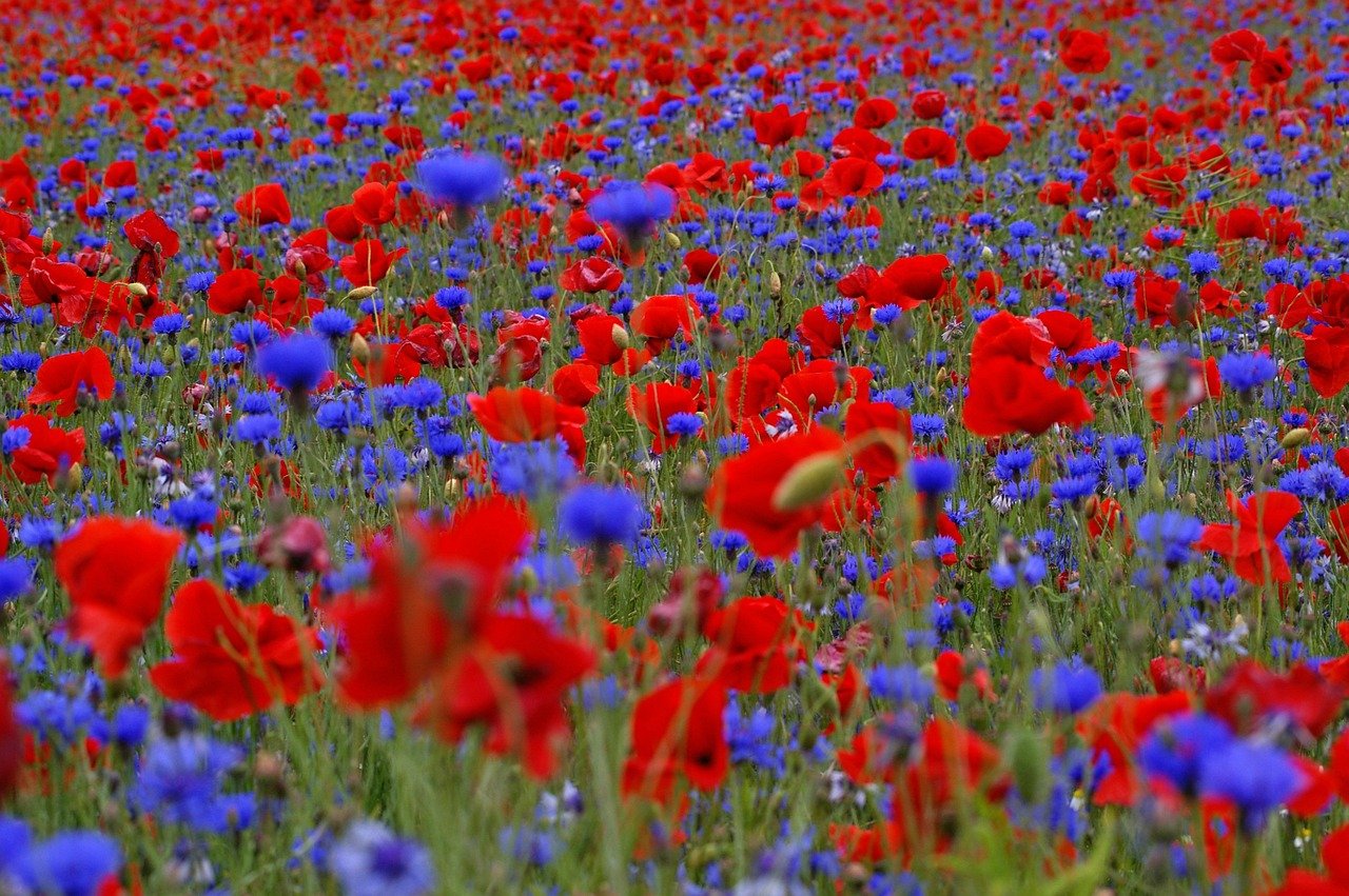 Poppies, cornflowers, and the way we live