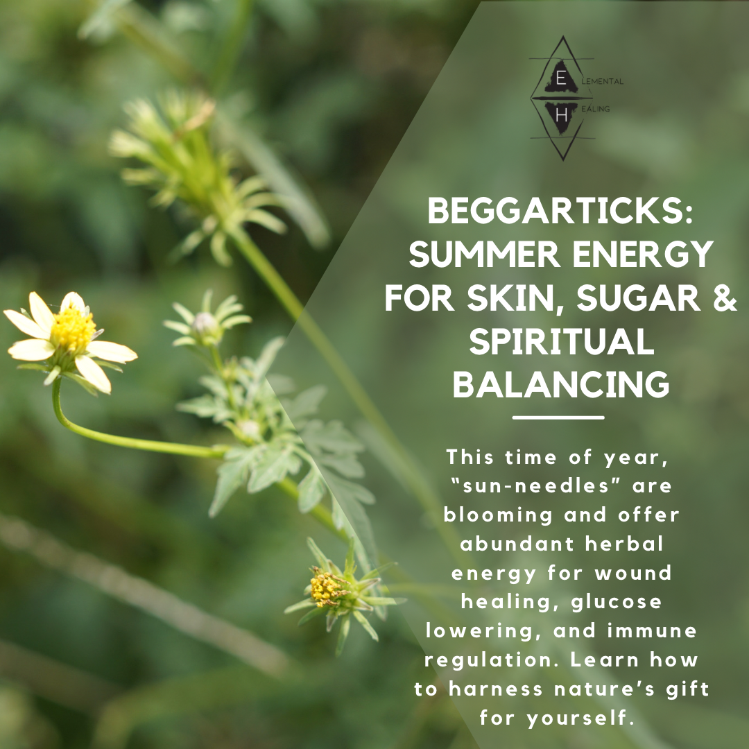 Beggarticks: Sun-Needle Medicine for Skin, Sugar & Spirit