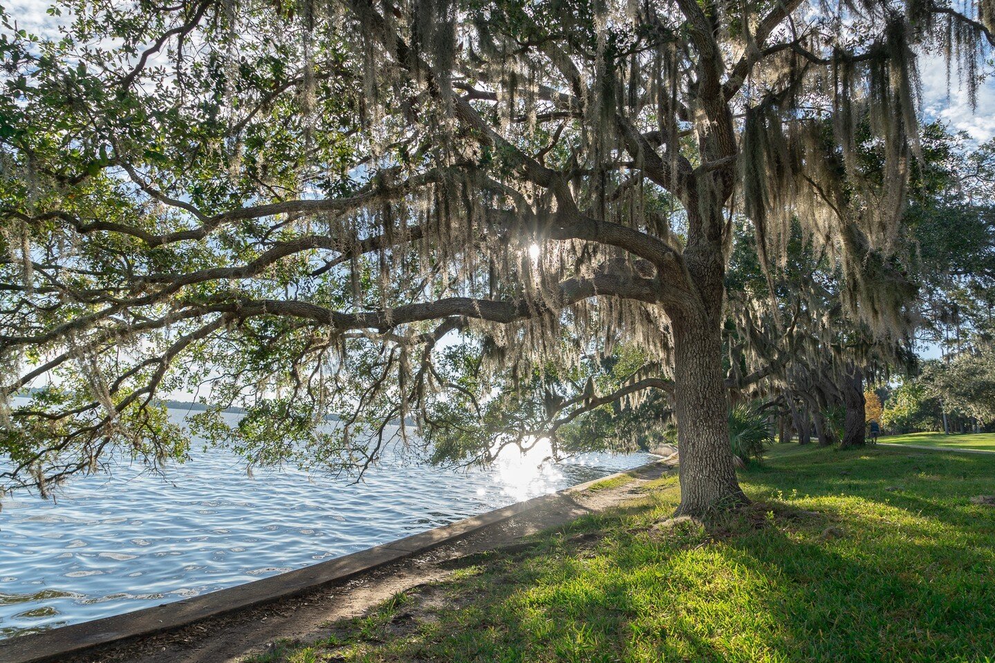 Pretty parasites. #spanishmossisaparasite

#tampa #florida #spanishmoss #parasites #Blackphotography #IBYG