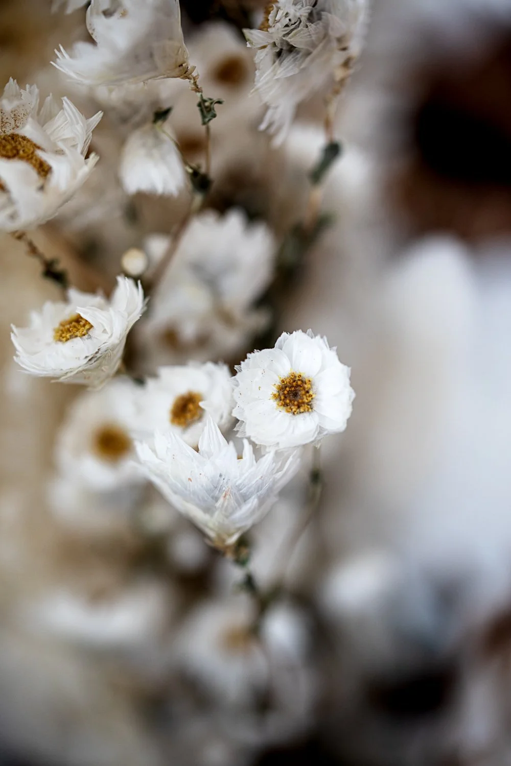 Events — Cressy House Estate