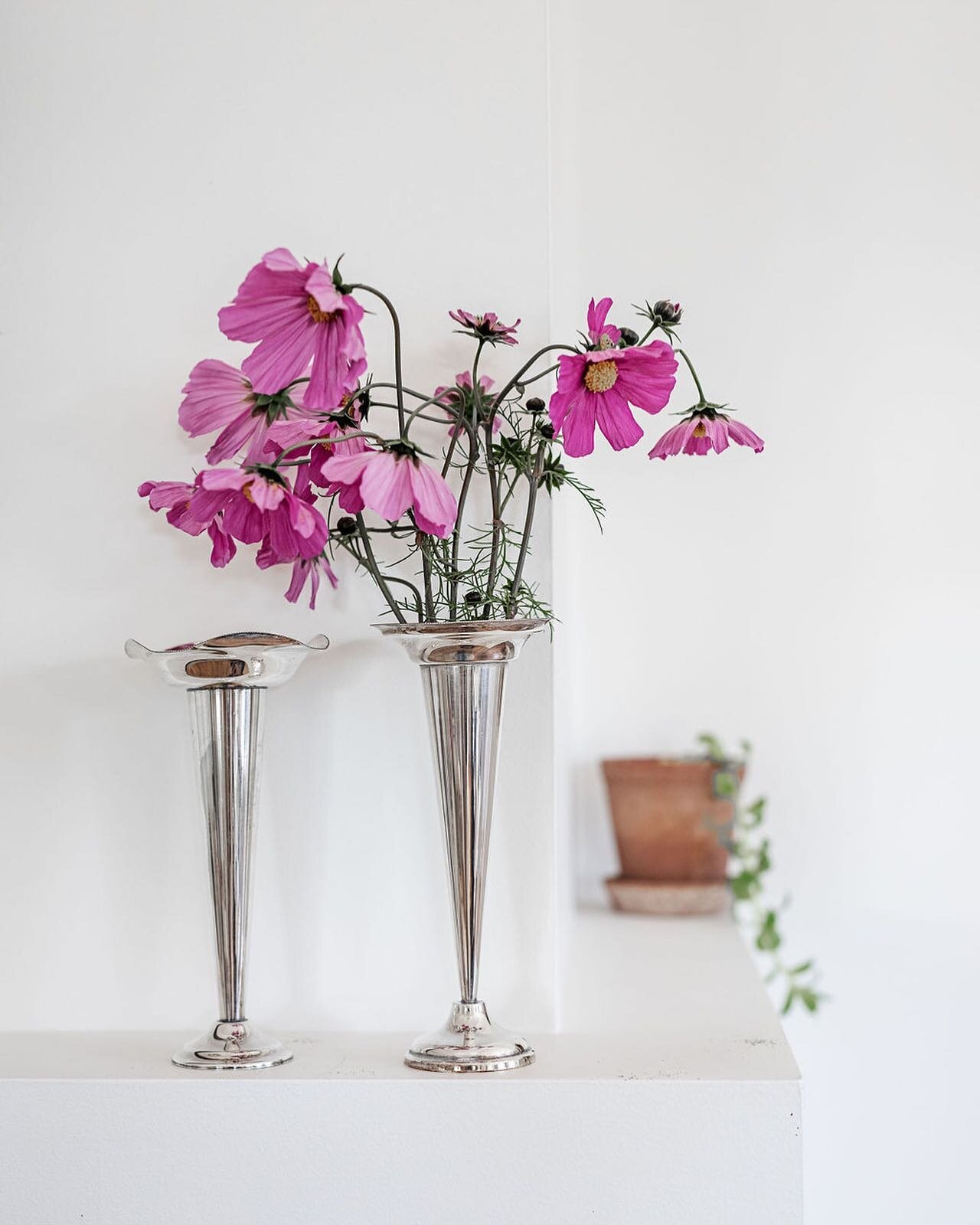 Simple flowers 🌸 

#flowers #vase #welcomeguest #luxury #countryhome #visittasmania #simplehomestyle