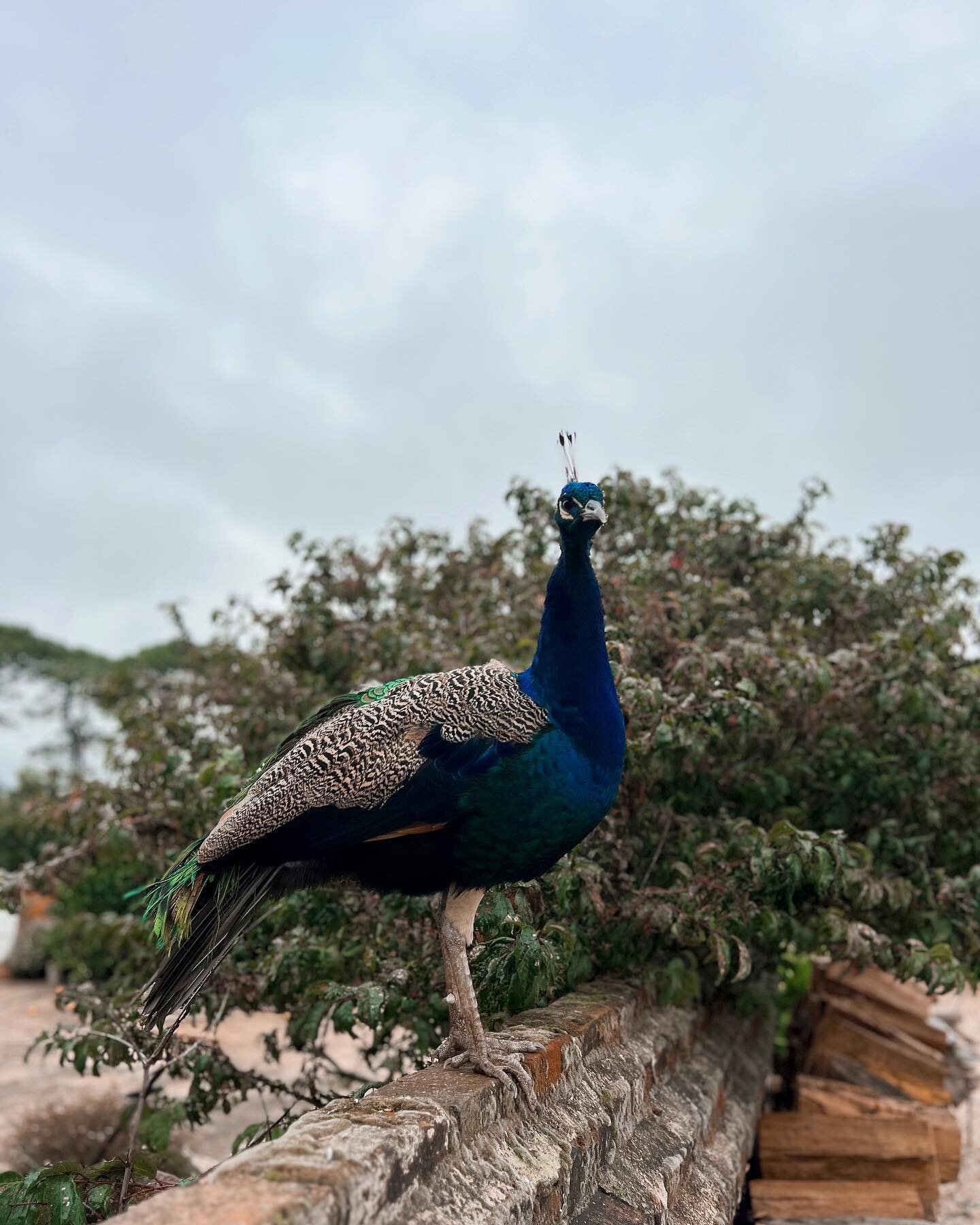 My view from the kitchen window! Sometimes it&rsquo;s a 🦚 sometimes a Guinea fowl! I wonder who it will be next time I look out 👀 

#view #windowdisplay #peacock #hello #animal #nature #countryliving #farmlife #convictbricks #longfordtasmania #cres