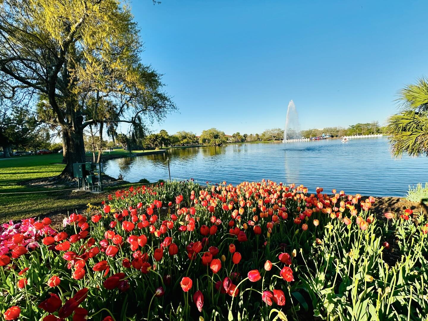 And an absolutely gorgeous day in City Park! Wish you were here!
@nolacitypark #citypark #nola #neworleans #visitneworleans #wishyouwerehere #tulips #tulipseason