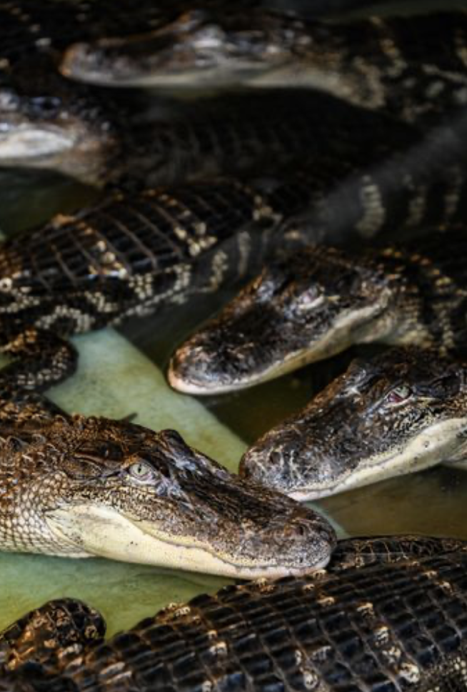 Screenshot 2026-04-22 at 2.09.28 PM.png