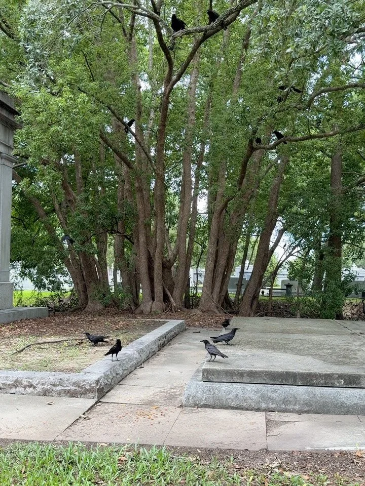 Okay, I think I might be spoiling the crows at Metairie Cemetery a bit too much. Today during my morning tour I fed them at their usual spot. After the tour, I spent a few hours doing some research. I noticed them hanging out and following me in some