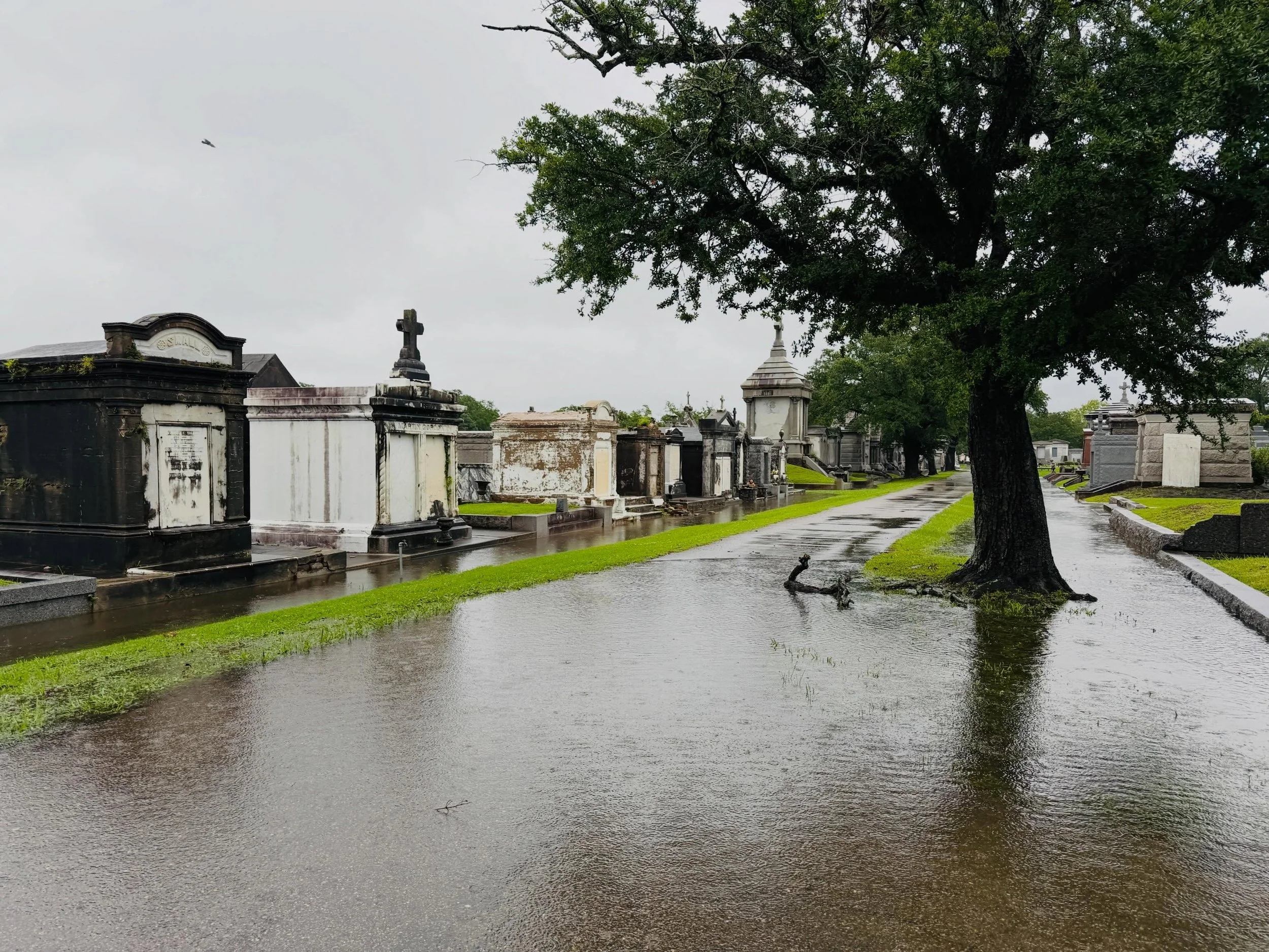 Rain or shine, baby! Wowzer! The rain wasn&rsquo;t too bad this morning but it&rsquo;s been raining constantly this month. This is the rainiest May I can remember. Had some really troopers on my tour this morning - had to do a lot of zigging and zagg