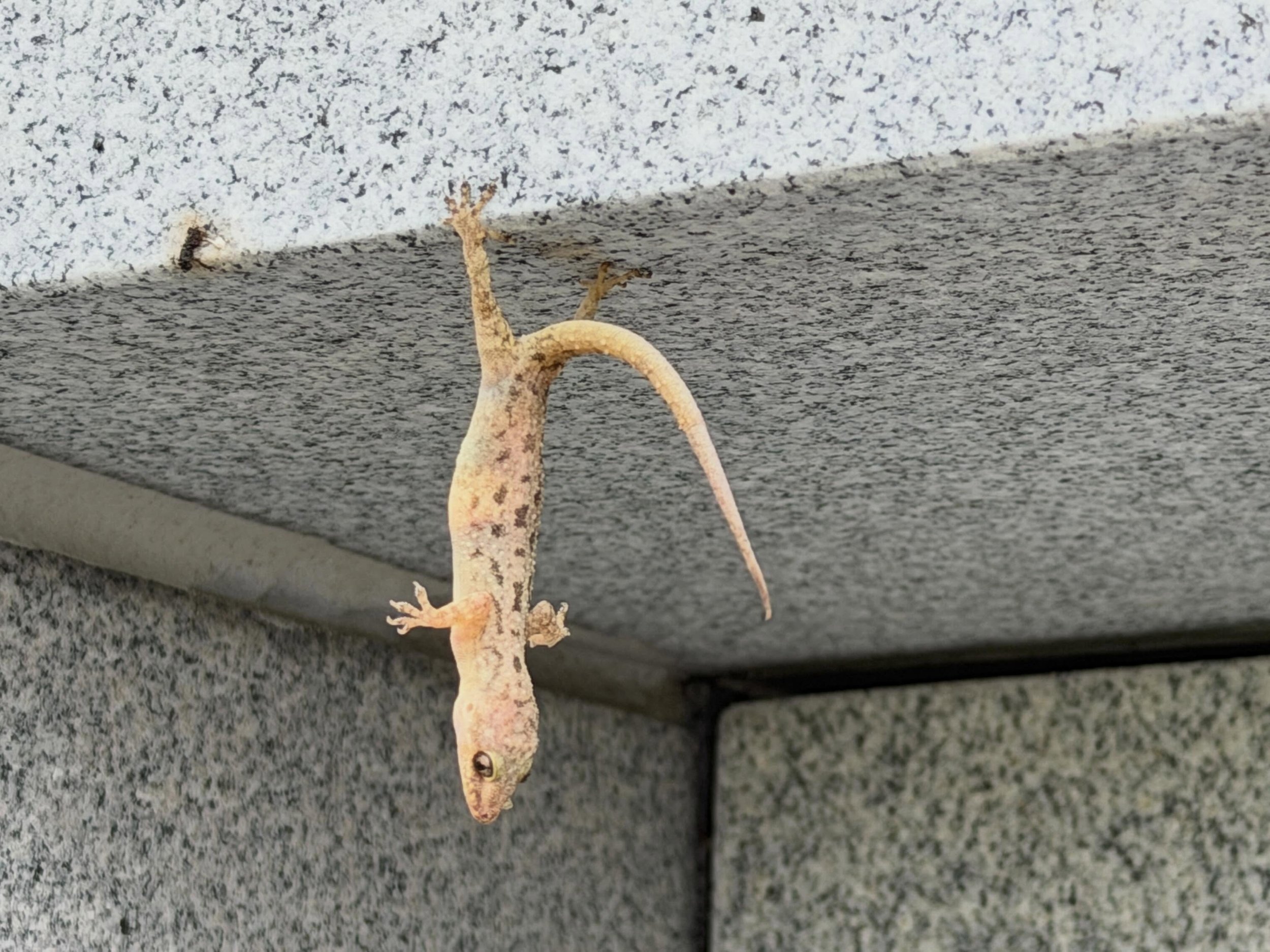 So&hellip; this is one of the oddest things I&rsquo;ve ever seen in a cemetery. It was not there yesterday. A poor dead little lizard hanging upside down on a tomb in St. Louis Cemetery No. 3. How did it get there? How did this happen? Feet stuck to 