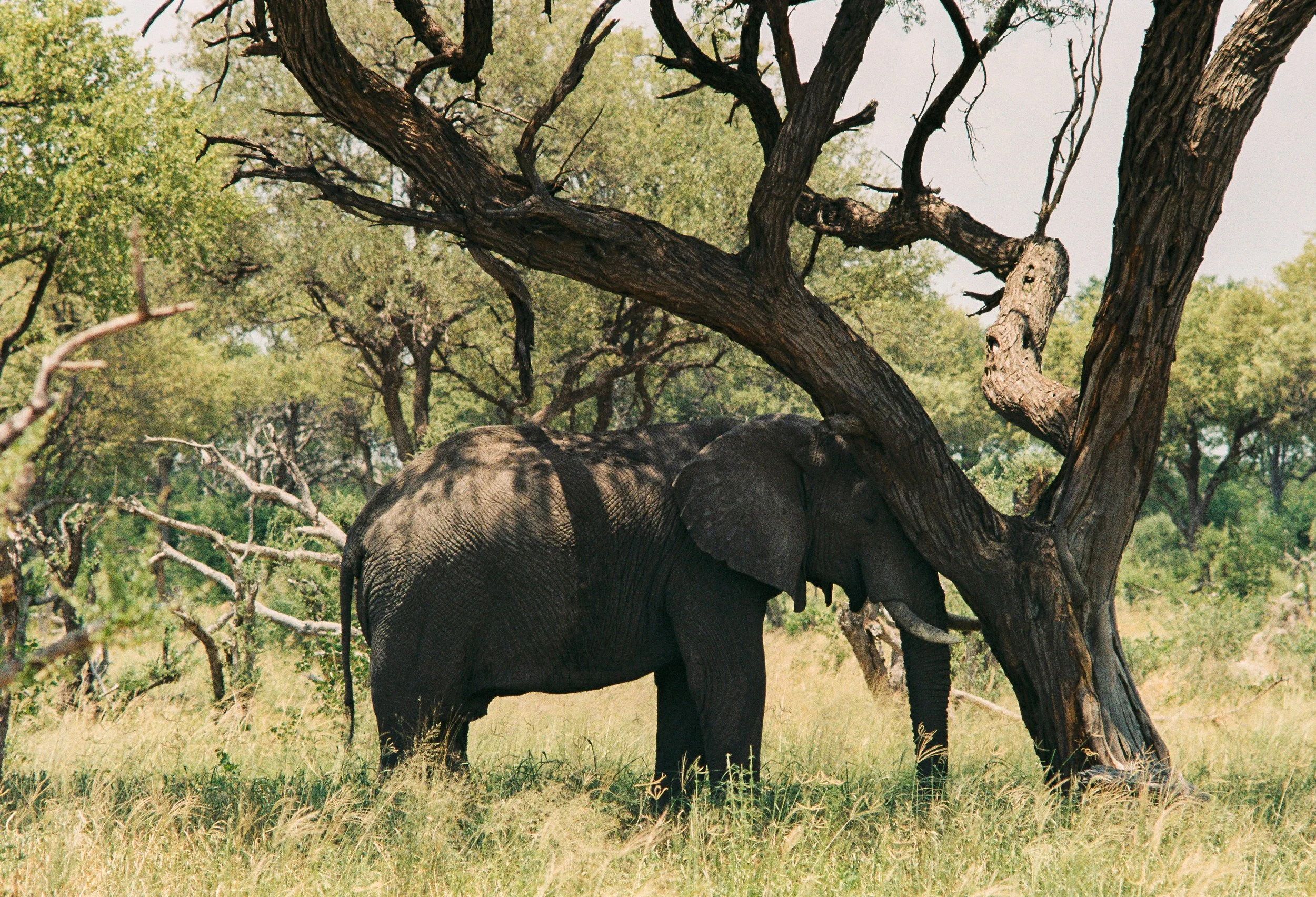 An elephant taking a nap against an acacia tree.
