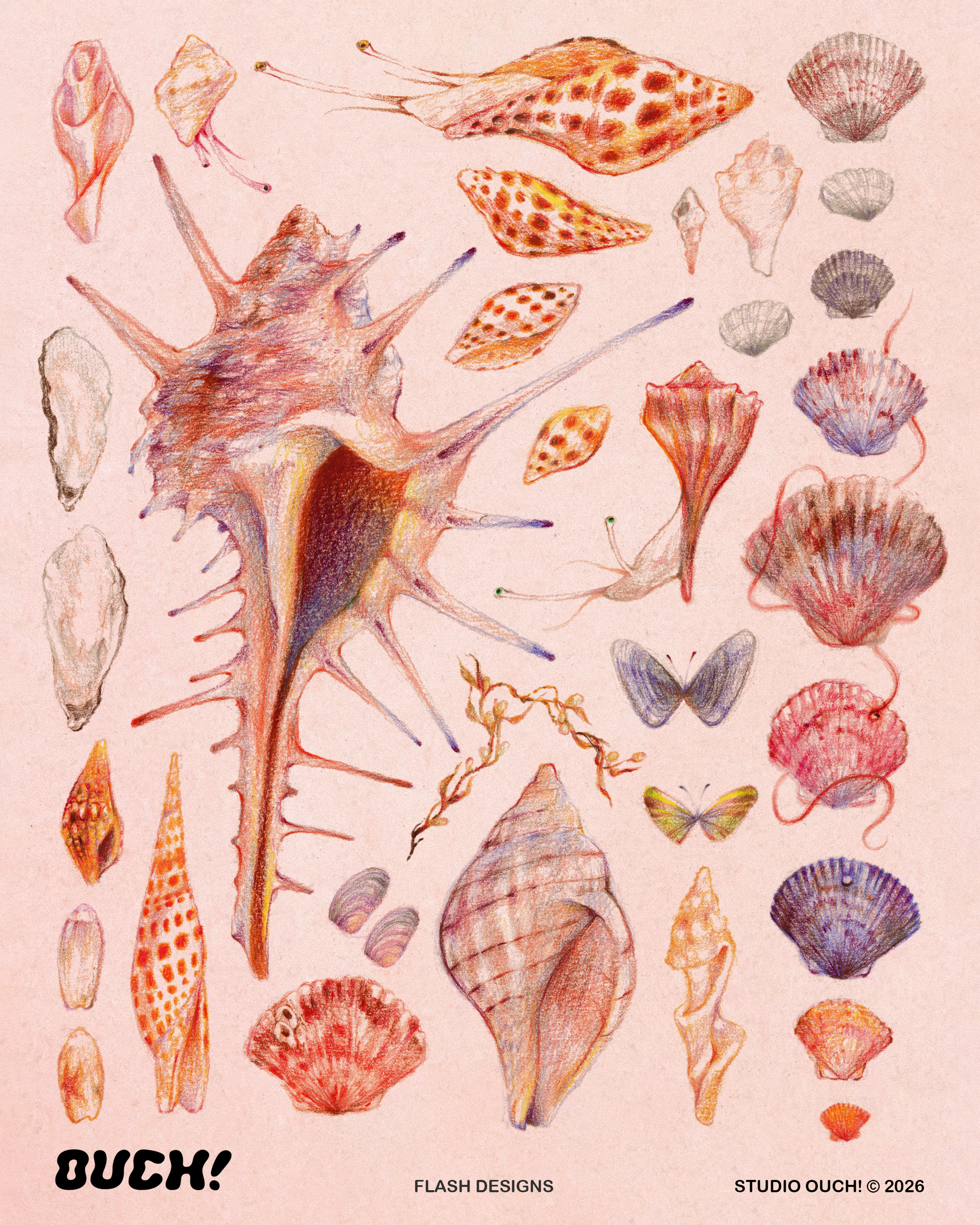 shells.PNG