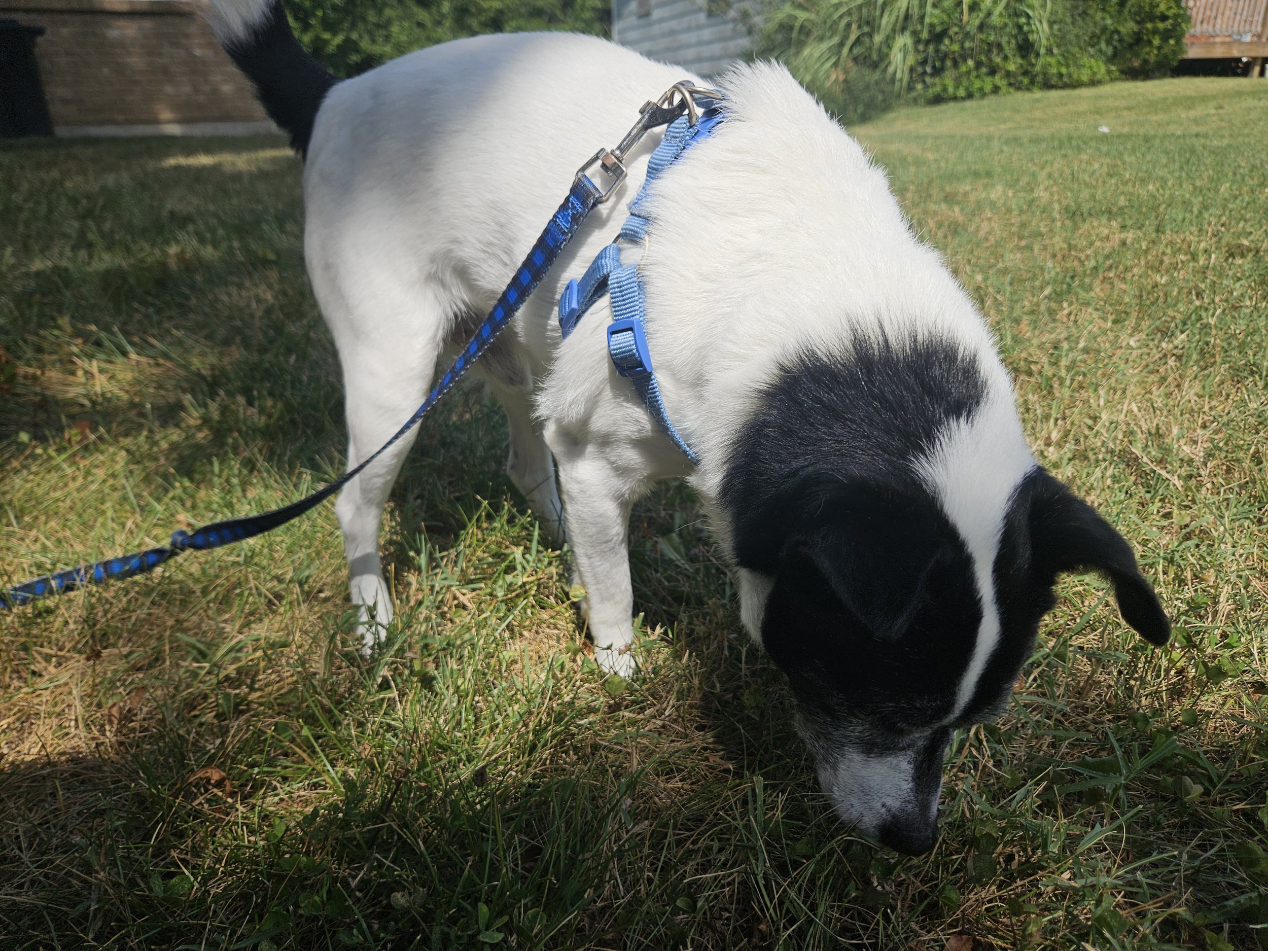Black and white senior chihuahua with one eye wearing a blue harness and leash outside sniffing in the grass