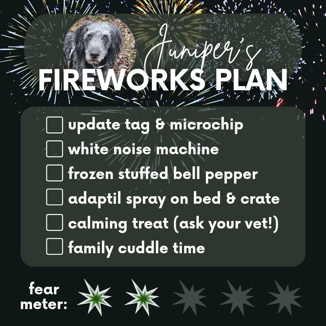 Scroll right to see more of Juniper!

Juniper is mildly upset by fireworks. He startles or seeks comfort after really loud booms, or whistles (same for thunder), but isn't scared the entire time and stays fairly calm, if occasionally a little nervous