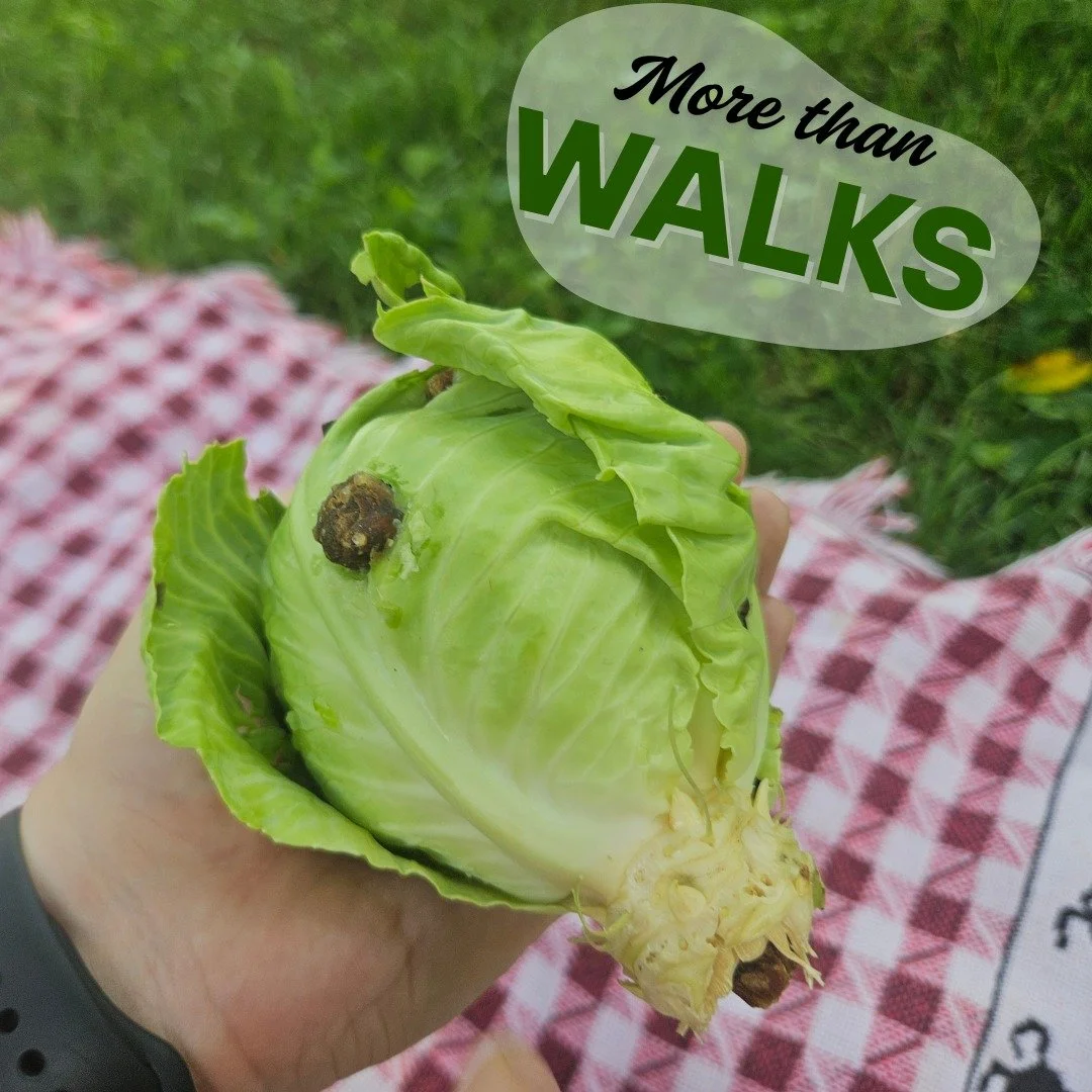 This month, while the weather is sometimes too hot to safely take daytime walks with your dog, we're featuring some alternate ways that we and some of our clients have used to meet some of our dog's exercise, enrichment, or socialization needs. You c