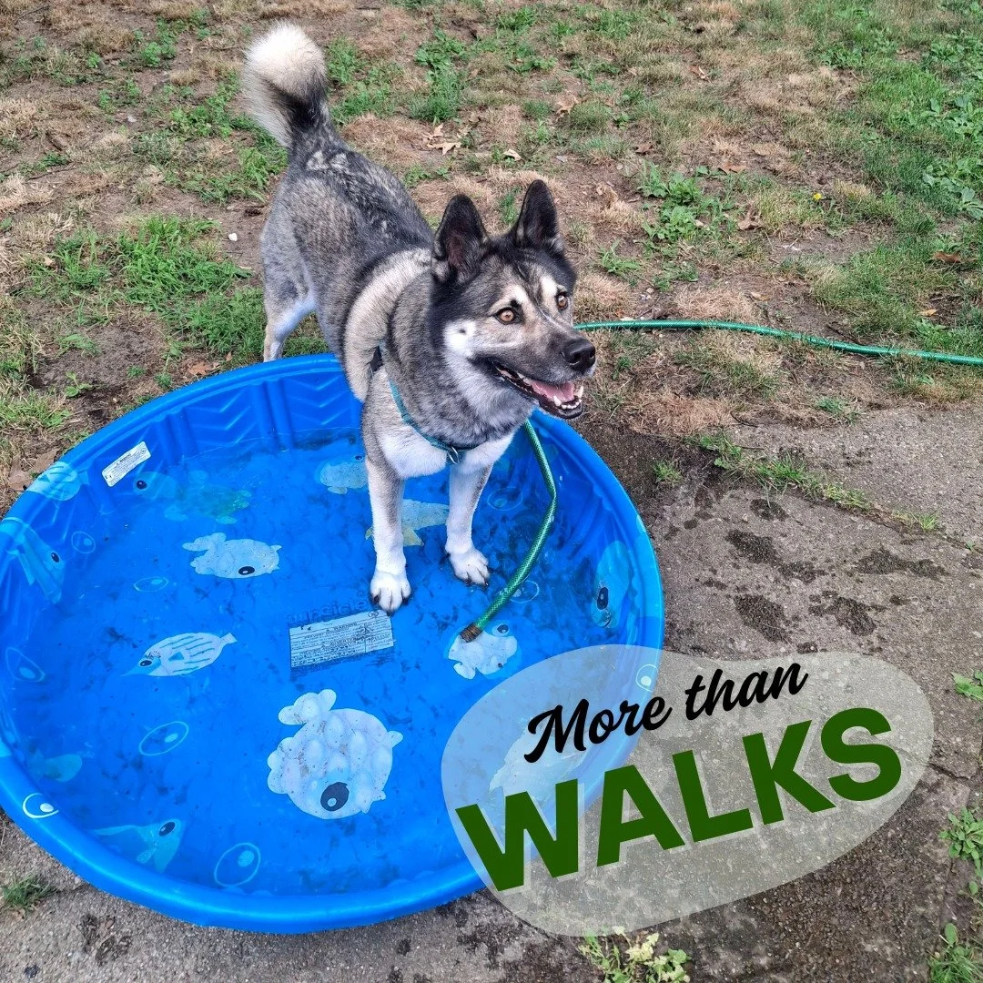 This month, while the weather is sometimes too hot to safely take daytime walks with your dog, we're featuring some alternate ways that we and some of our clients have used to meet some of our dog's exercise, enrichment, or socialization needs. You c