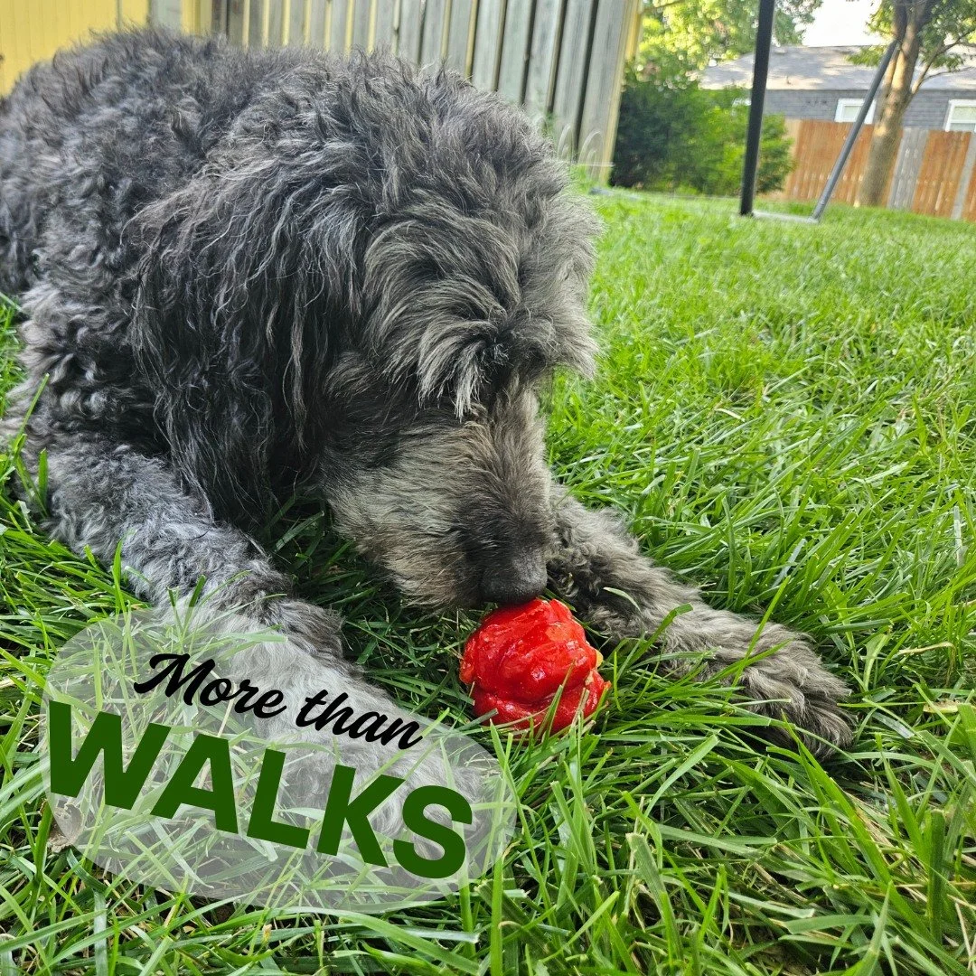 This month, while the weather is sometimes too hot to safely take daytime walks with your dog, we're featuring some alternate ways that we and some of our clients have used to meet some of our dog's exercise, enrichment, or socialization needs. You c