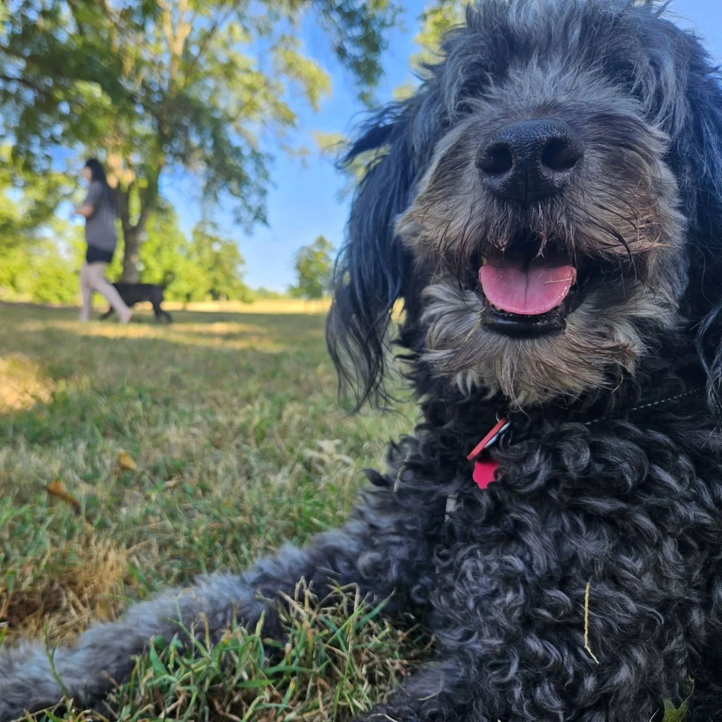 Juniper has been hard at work helping our reactive dog clients get more comfortable and calmer around other dogs this month!

Is your dog fearful, frustrated, or distracted? Once they've learned some foundation skills, they might benefit from spendin